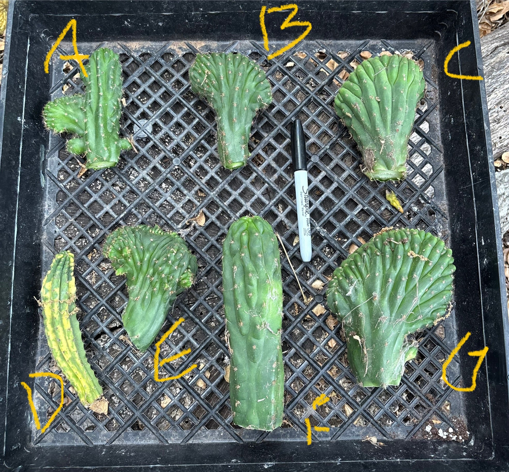 #EC93 EXACT Trichocereus Pachanoi San Pedro TPM Crested and Monstrose Cactus-Cactus - Large - Exact-The Succulent Source