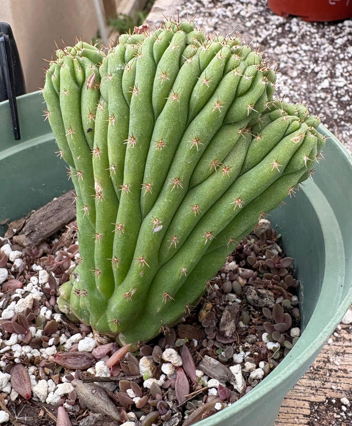 #EC93 EXACT Trichocereus Pachanoi San Pedro TPM Crested and Monstrose Cactus-Cactus - Large - Exact-The Succulent Source