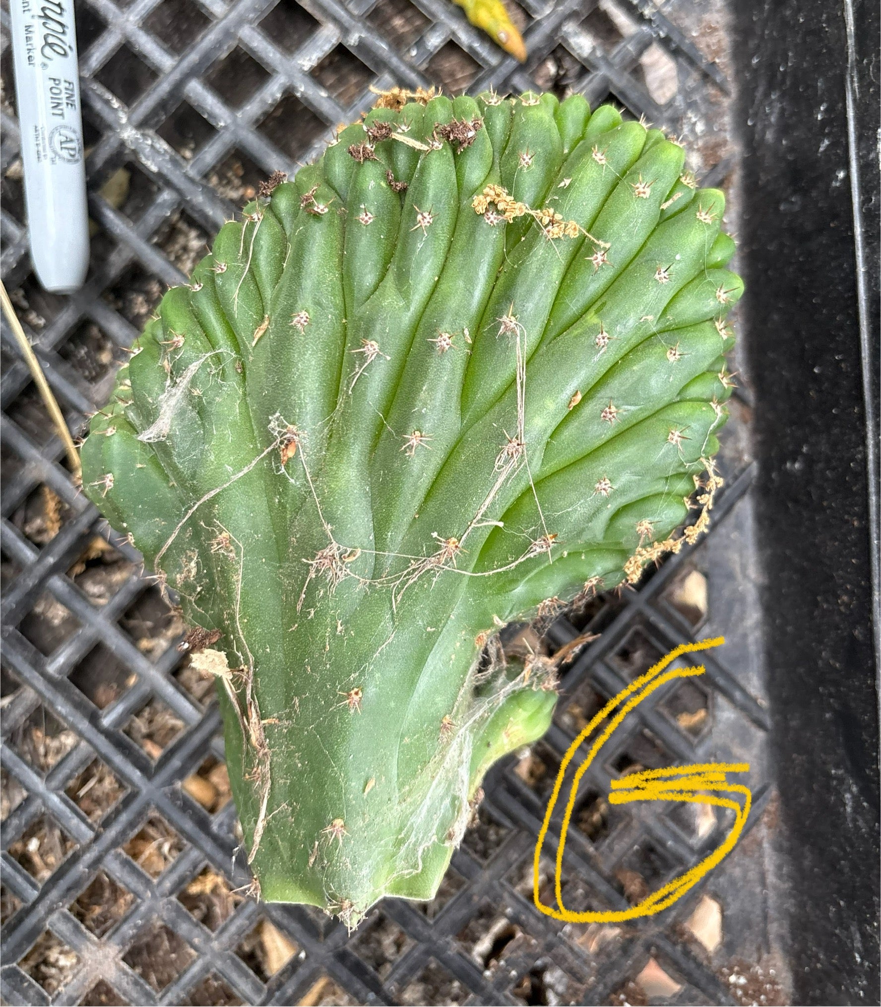 #EC93 EXACT Trichocereus Pachanoi San Pedro TPM Crested and Monstrose Cactus-Cactus - Large - Exact-The Succulent Source