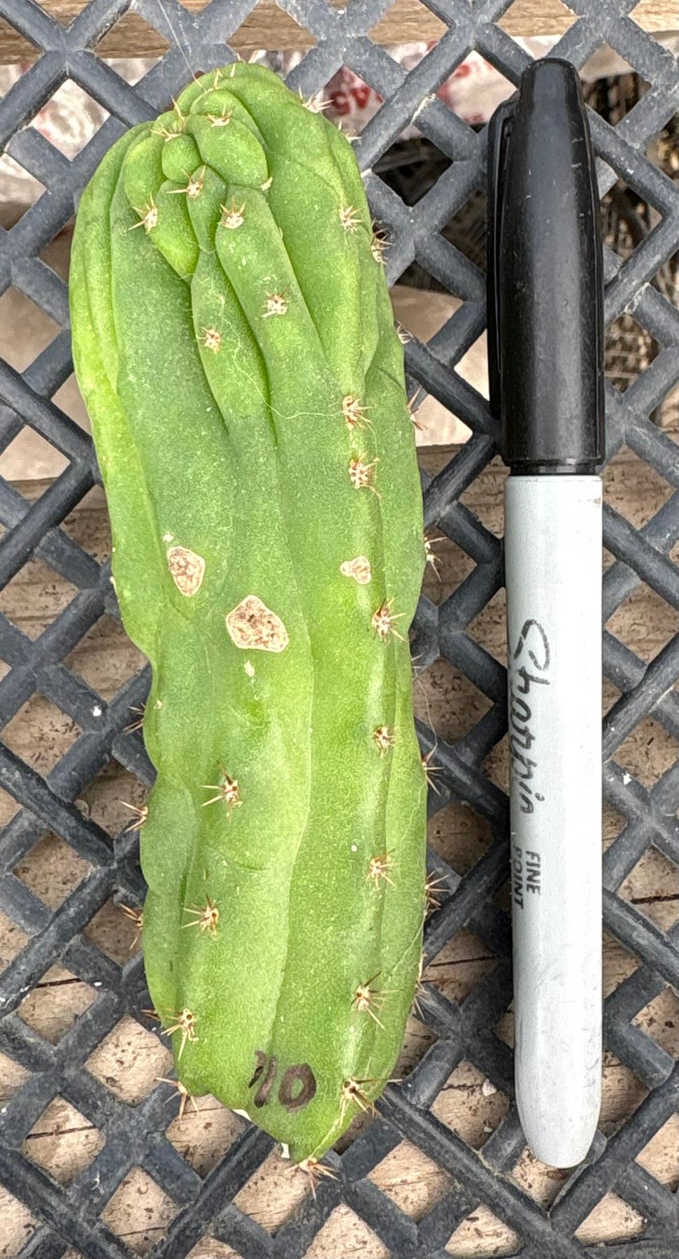 san pedro monstrose cactus #EC93 EXACT Trichocereus Pachanoi San Pedro TPM Crested and Monstrose Cactus San Pedro Monstrose TPM #2B potted in 6”