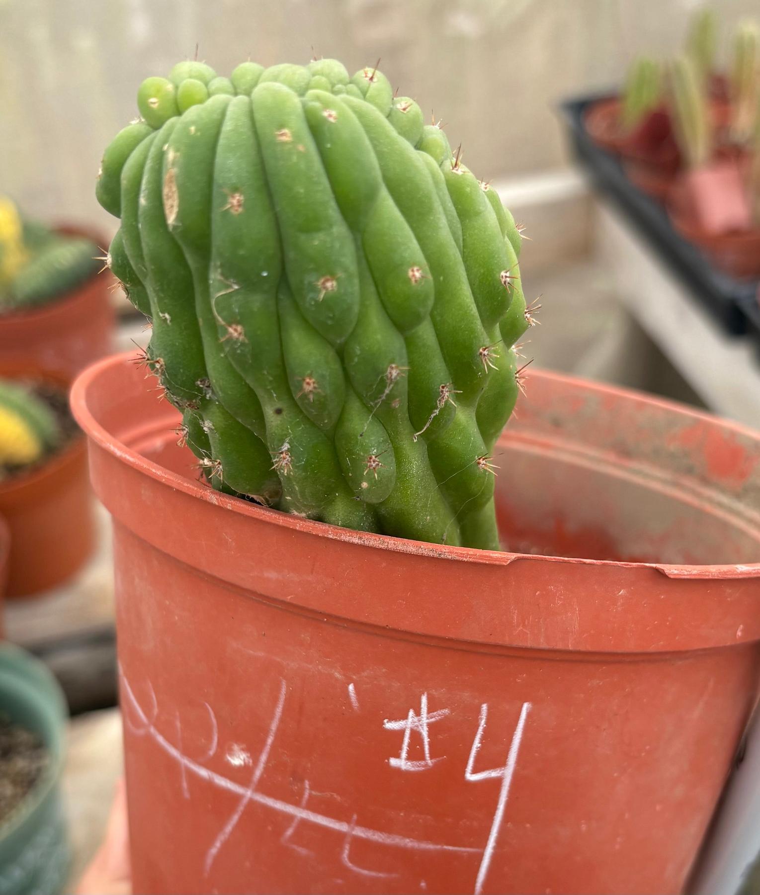 #EC93 EXACT Trichocereus Pachanoi San Pedro TPM Crested and Monstrose Cactus-Cactus - Large - Exact-The Succulent Source