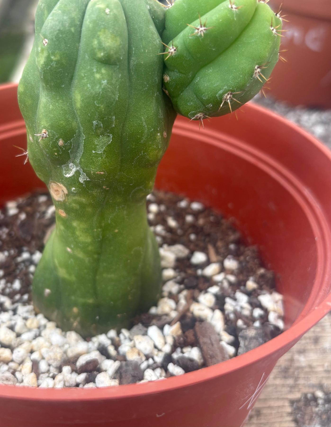 #EC93 EXACT Trichocereus Pachanoi San Pedro TPM Crested and Monstrose Cactus-Cactus - Large - Exact-The Succulent Source