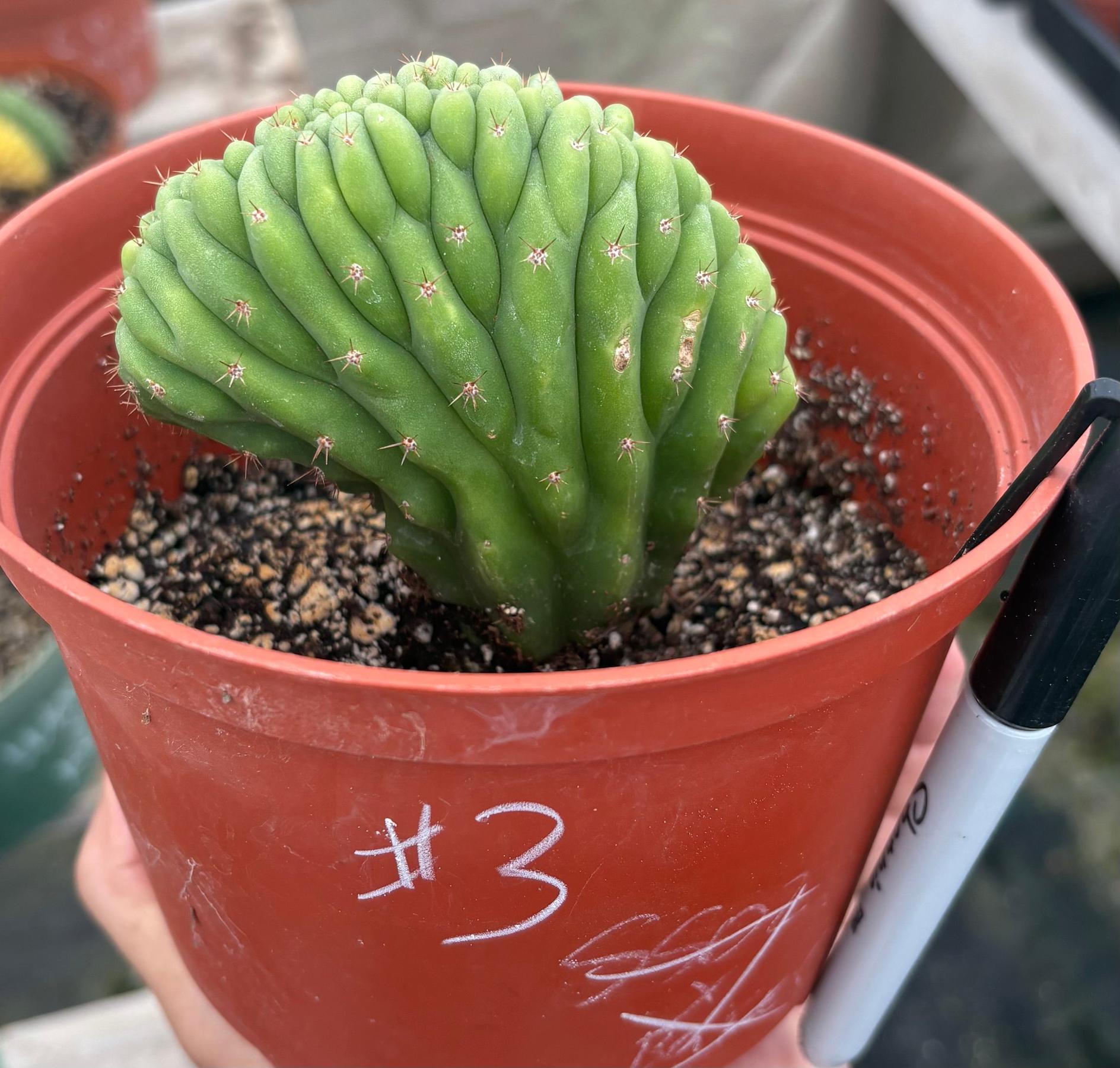 #EC93 EXACT Trichocereus Pachanoi San Pedro TPM Crested and Monstrose Cactus-Cactus - Large - Exact-The Succulent Source