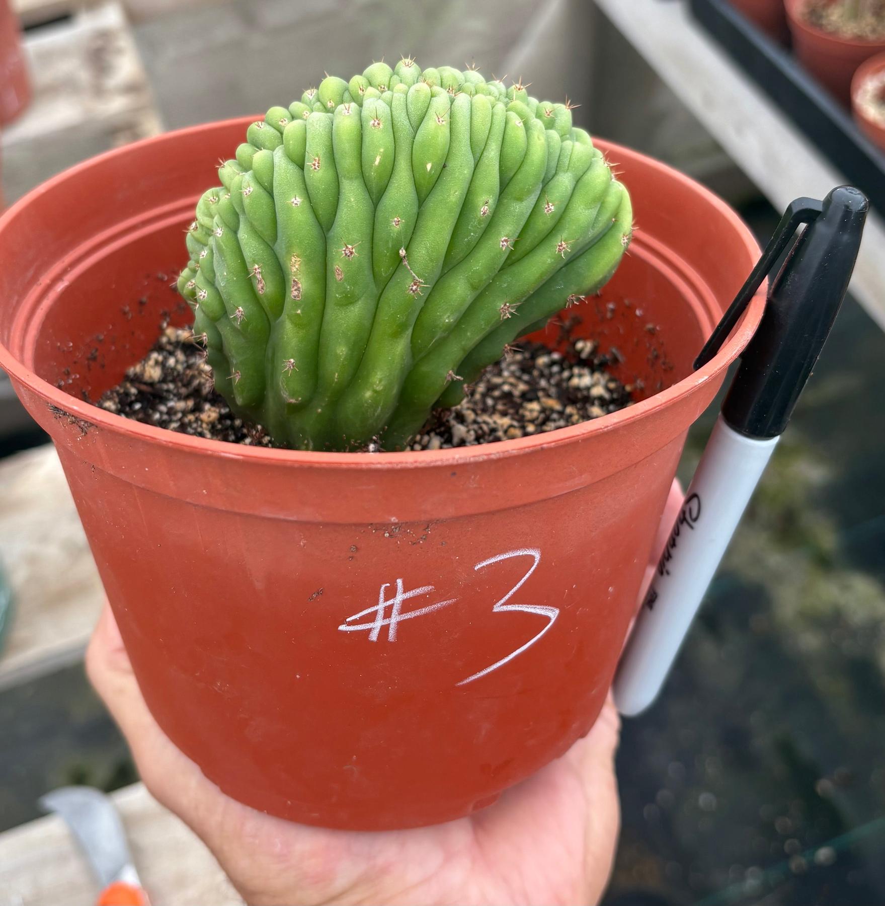 #EC93 EXACT Trichocereus Pachanoi San Pedro TPM Crested and Monstrose Cactus-Cactus - Large - Exact-The Succulent Source