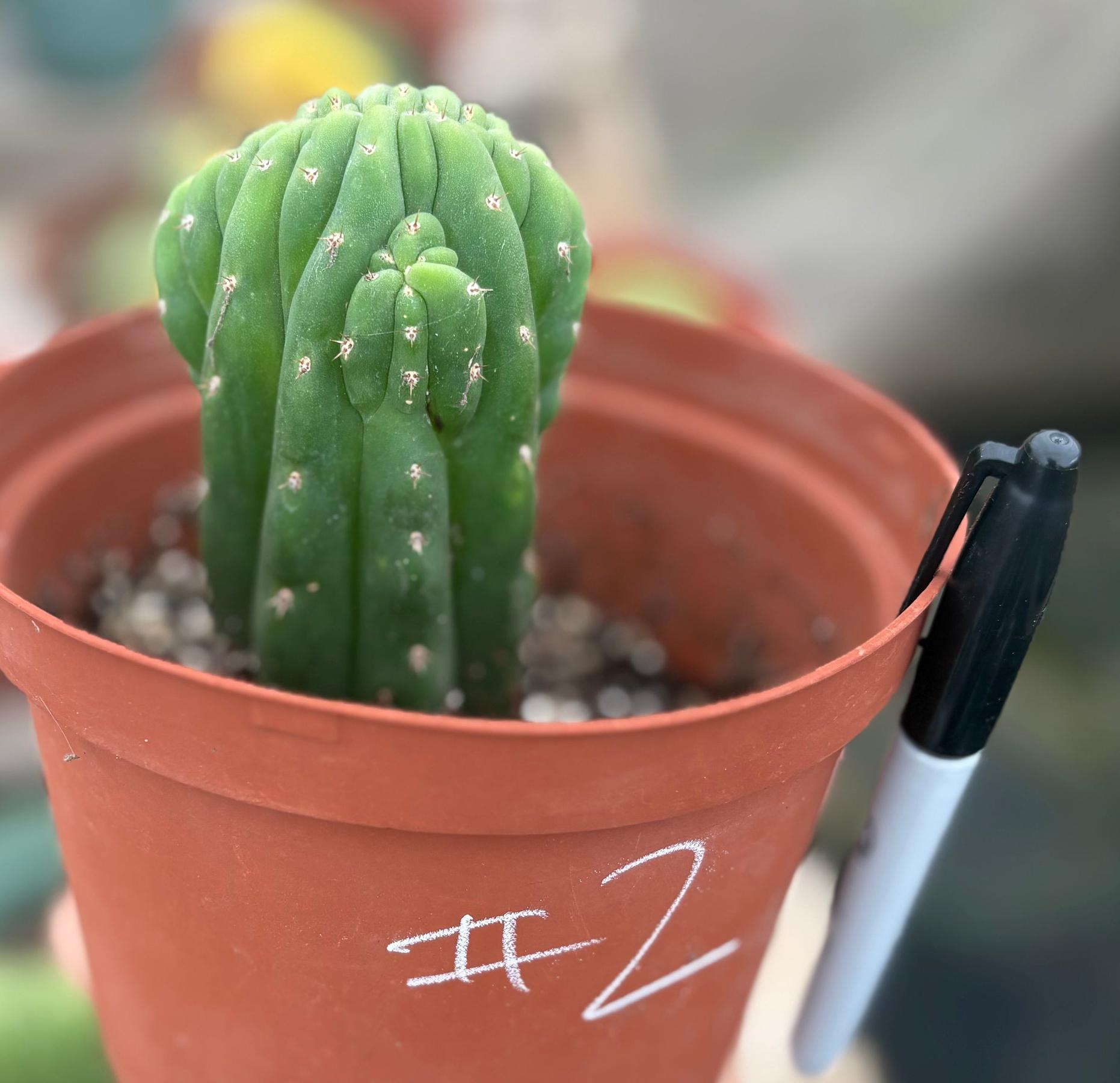 #EC93 EXACT Trichocereus Pachanoi San Pedro TPM Crested and Monstrose Cactus-Cactus - Large - Exact-The Succulent Source