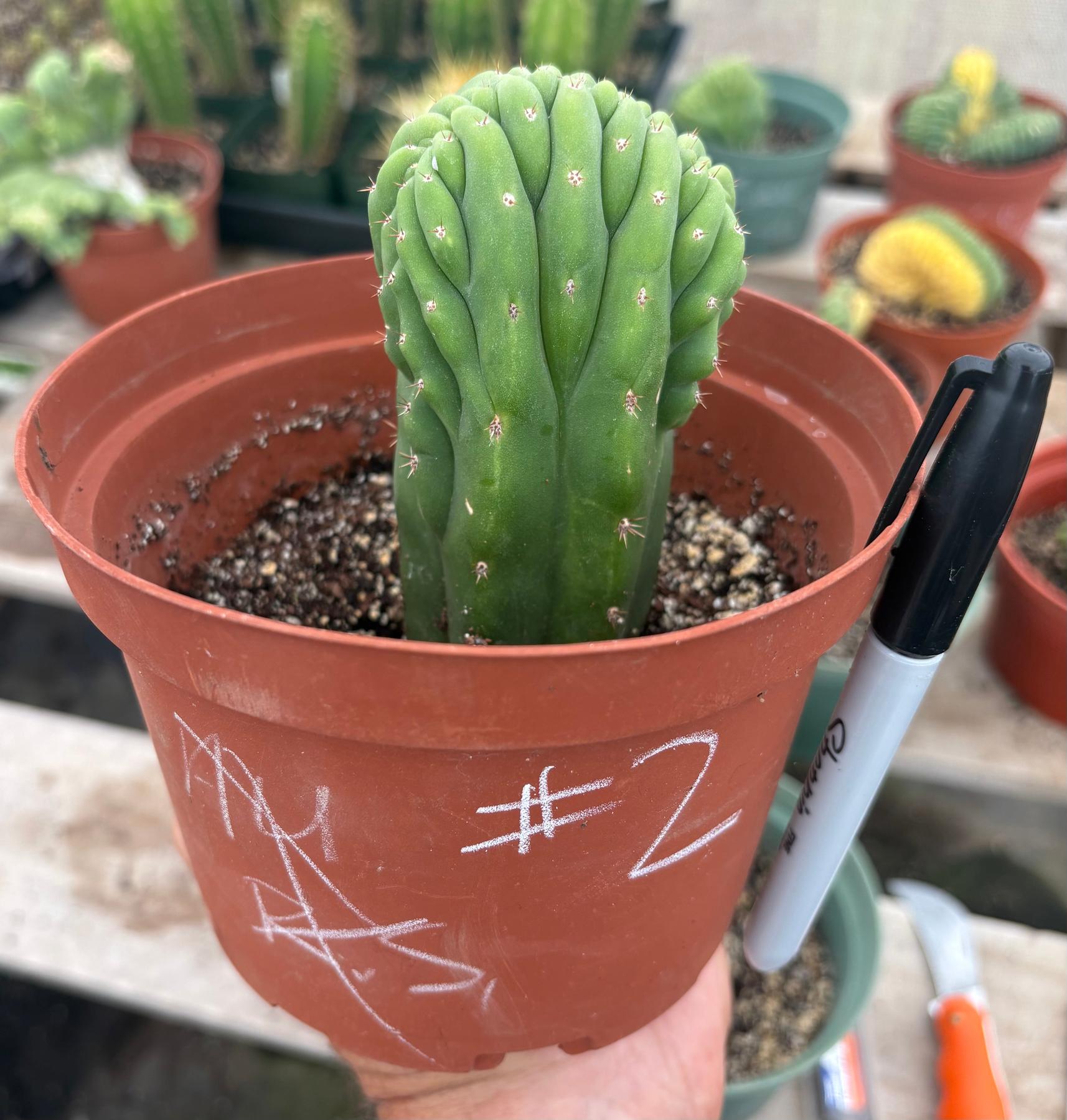 #EC93 EXACT Trichocereus Pachanoi San Pedro TPM Crested and Monstrose Cactus-Cactus - Large - Exact-The Succulent Source