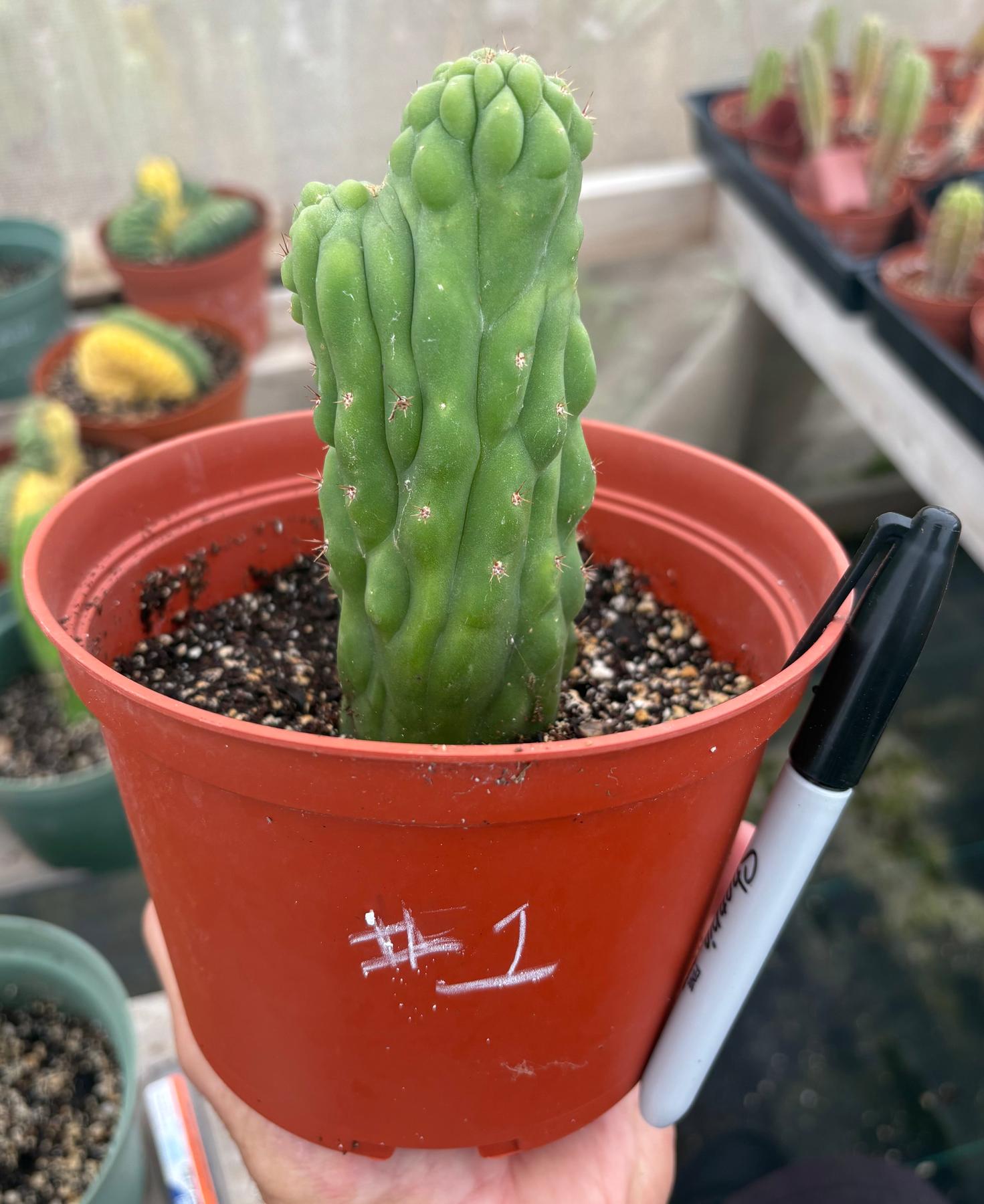 #EC93 EXACT Trichocereus Pachanoi San Pedro TPM Crested and Monstrose Cactus-Cactus - Large - Exact-The Succulent Source