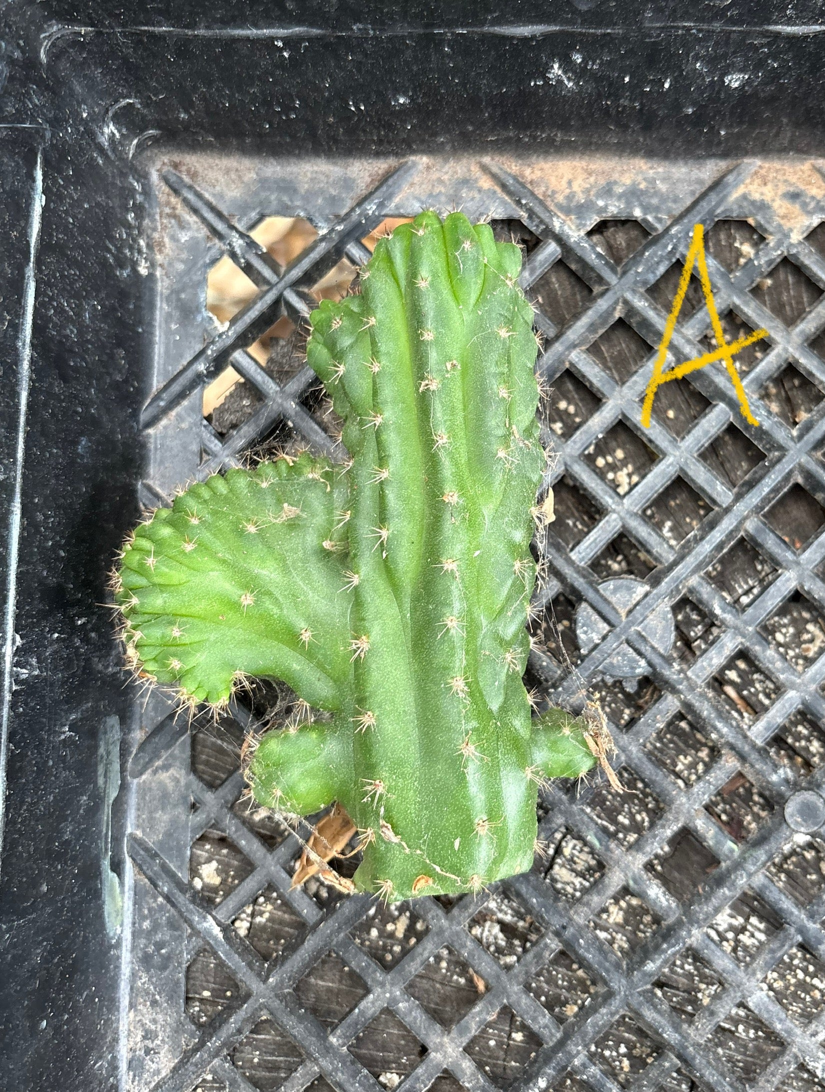 #EC93 EXACT Trichocereus Pachanoi San Pedro TPM Crested and Monstrose Cactus-Cactus - Large - Exact-The Succulent Source