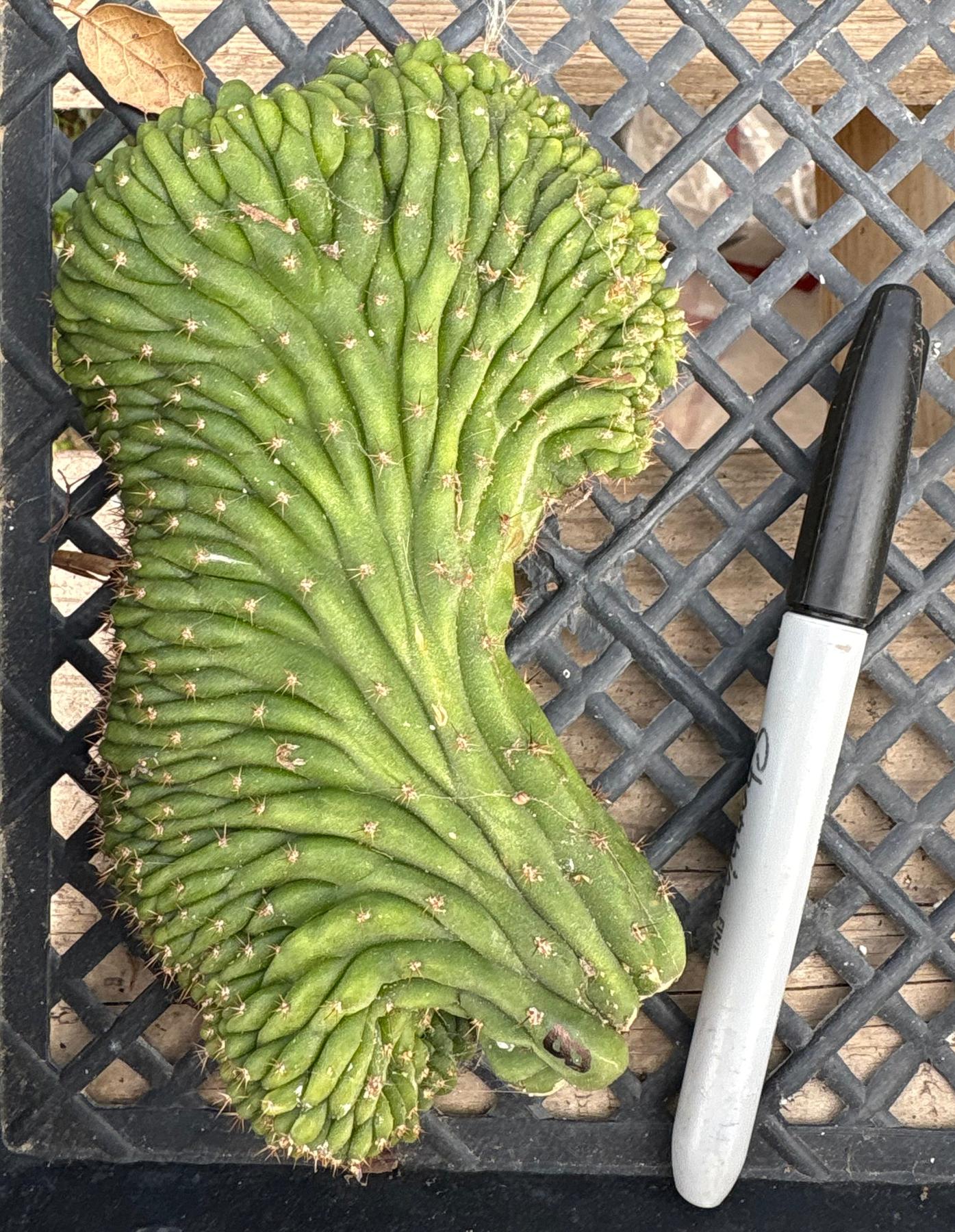 #EC93 EXACT Trichocereus Pachanoi San Pedro TPM Crested and Monstrose Cactus-Cactus - Large - Exact-The Succulent Source