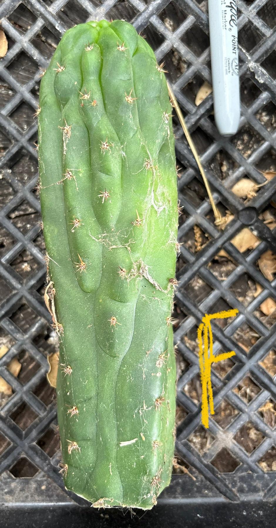 #EC93 EXACT Trichocereus Pachanoi San Pedro TPM Crested and Monstrose Cactus-Cactus - Large - Exact-The Succulent Source
