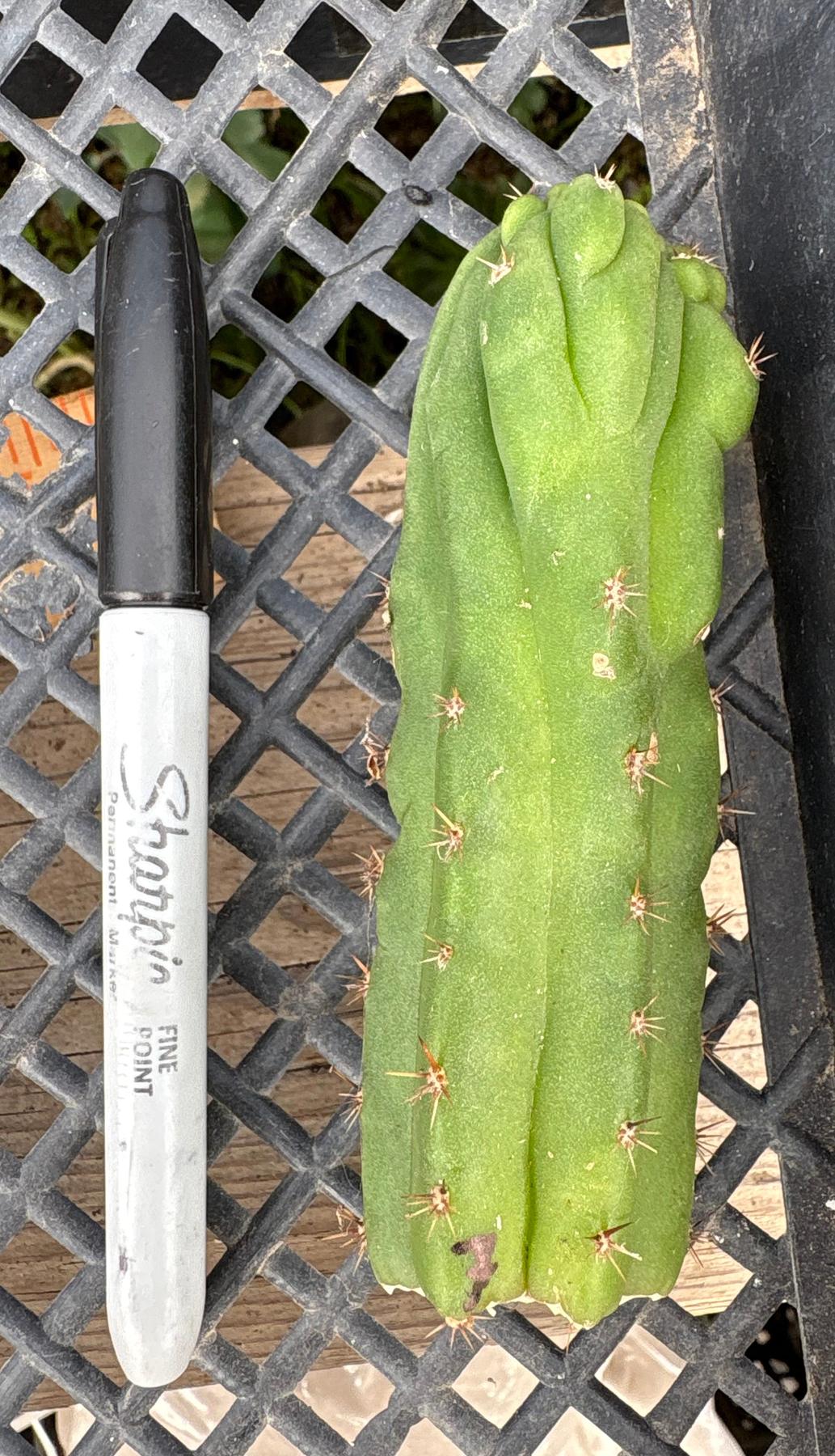 #EC93 EXACT Trichocereus Pachanoi San Pedro TPM Crested and Monstrose Cactus-Cactus - Large - Exact-The Succulent Source