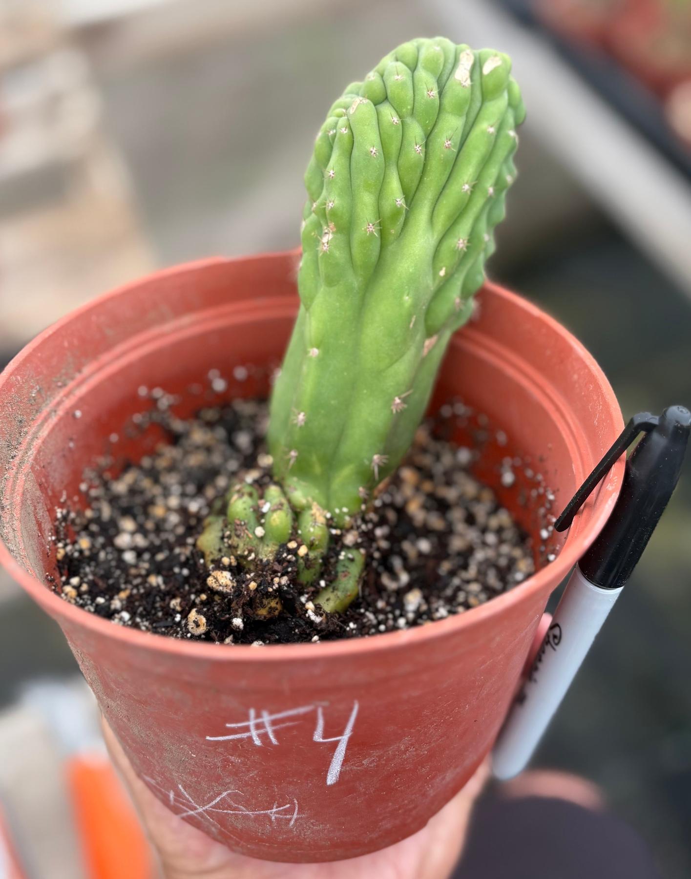#EC93 EXACT Trichocereus Pachanoi San Pedro TPM Crested and Monstrose Cactus-Cactus - Large - Exact-The Succulent Source