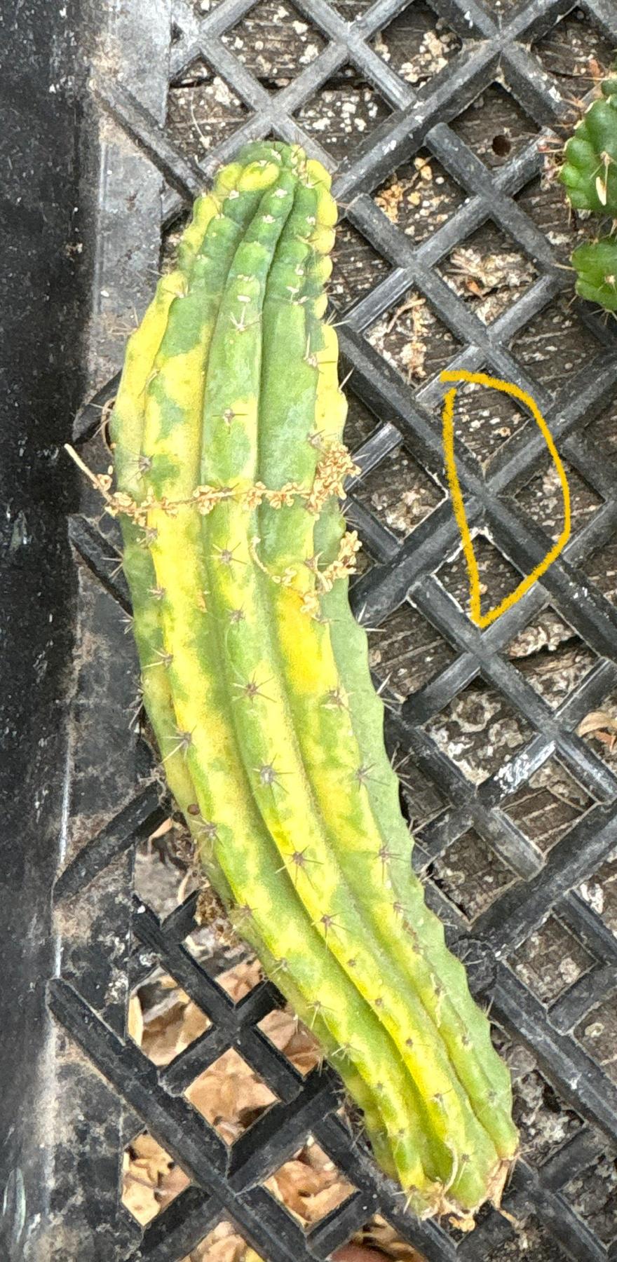 #EC93 EXACT Trichocereus Pachanoi San Pedro TPM Crested and Monstrose Cactus-Cactus - Large - Exact-The Succulent Source