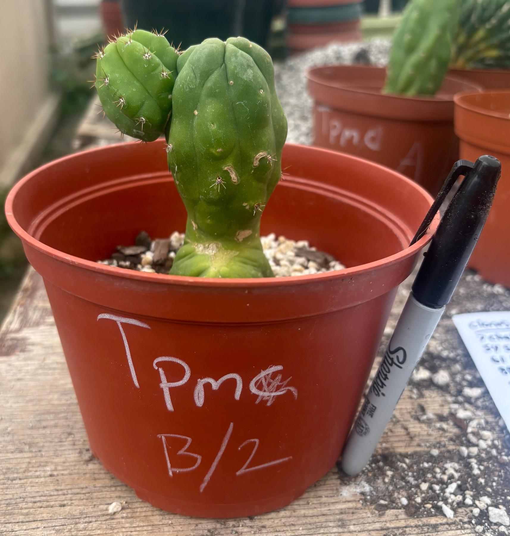 #EC93 EXACT Trichocereus Pachanoi San Pedro TPM Crested and Monstrose Cactus-Cactus - Large - Exact-The Succulent Source