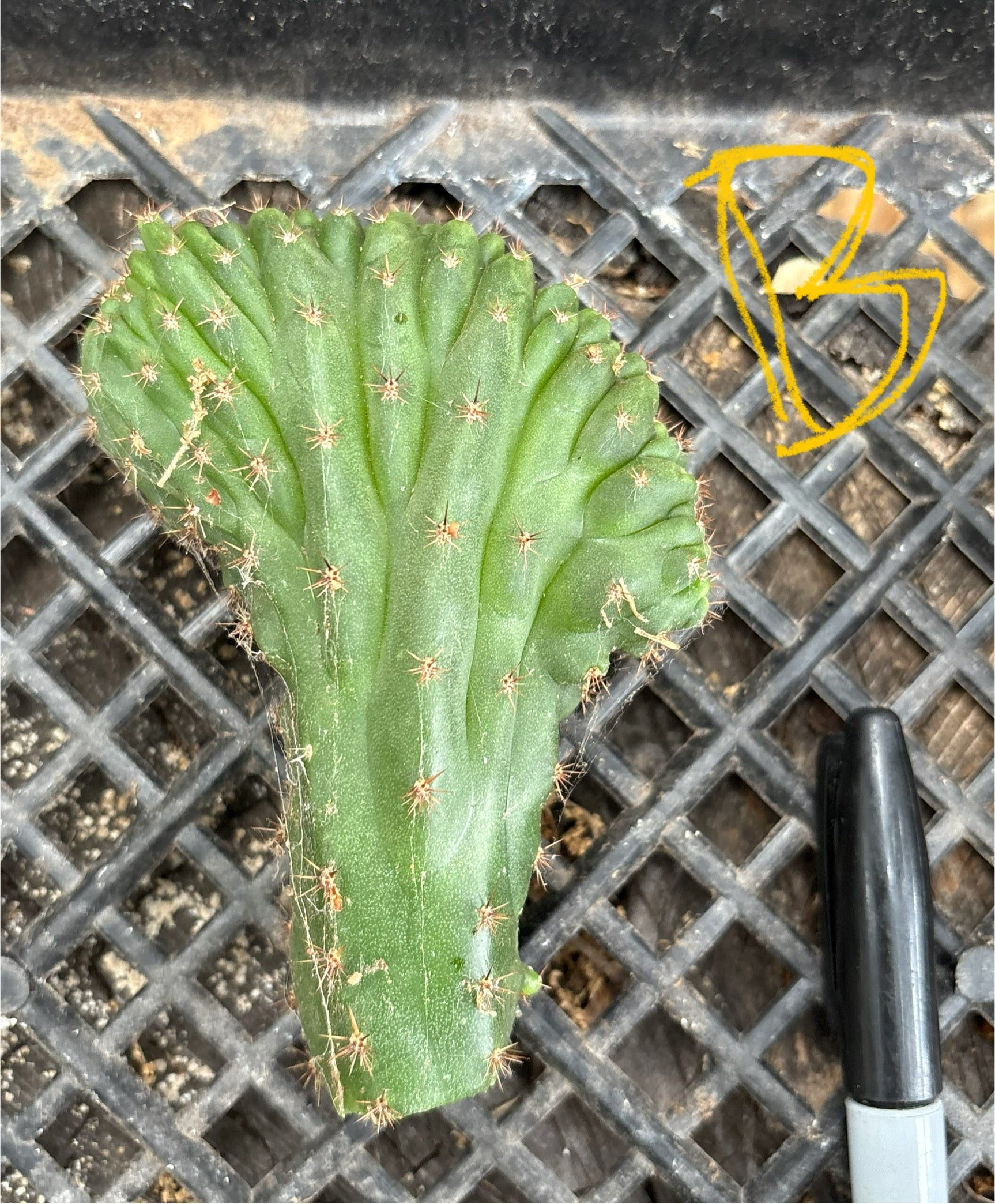 #EC93 EXACT Trichocereus Pachanoi San Pedro TPM Crested and Monstrose Cactus-Cactus - Large - Exact-The Succulent Source