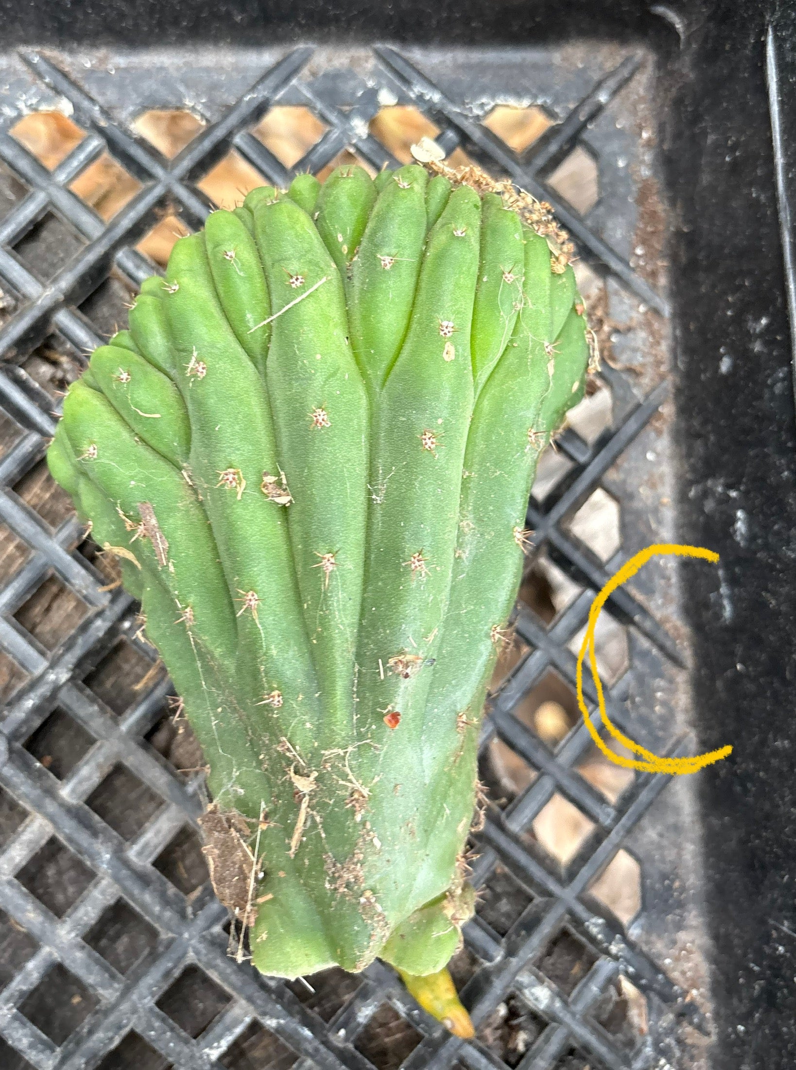 #EC93 EXACT Trichocereus Pachanoi San Pedro TPM Crested and Monstrose Cactus-Cactus - Large - Exact-The Succulent Source