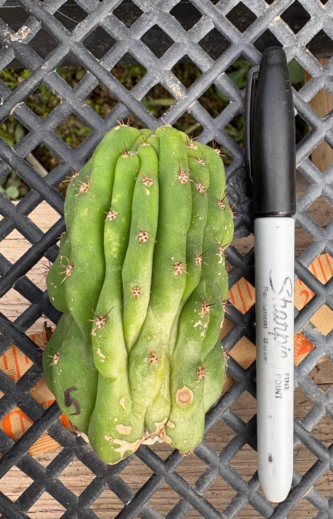 #EC93 EXACT Trichocereus Pachanoi San Pedro TPM Crested and Monstrose Cactus-Cactus - Large - Exact-The Succulent Source