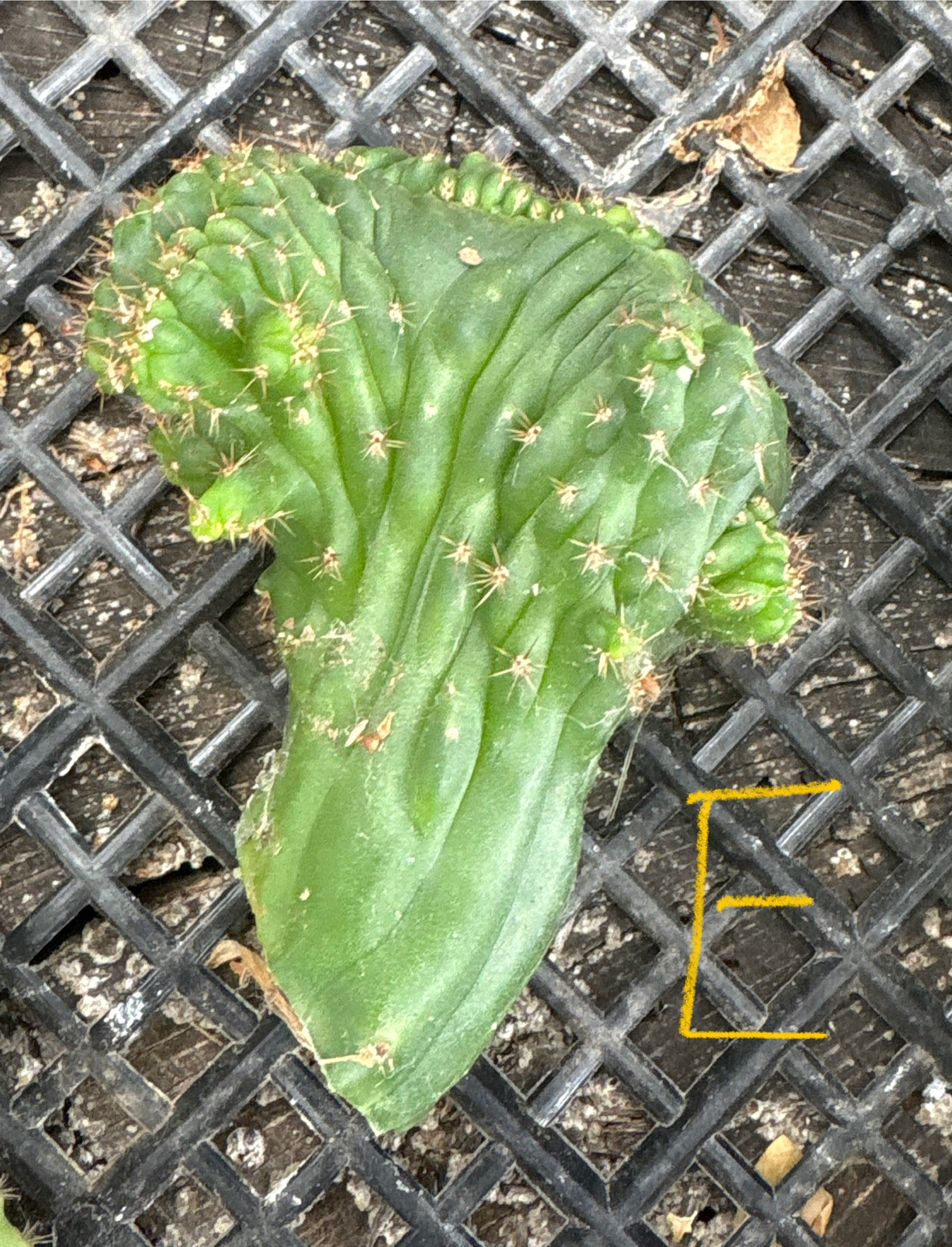 #EC93 EXACT Trichocereus Pachanoi San Pedro TPM Crested and Monstrose Cactus-Cactus - Large - Exact-The Succulent Source