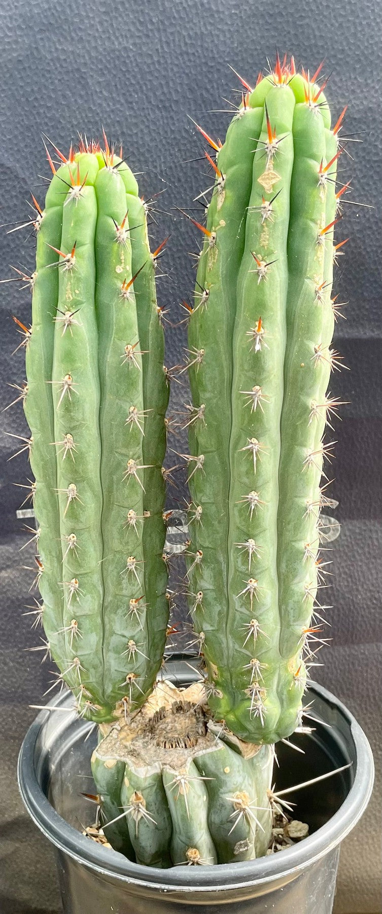 #EC94 EXACT Trichocereus Chalaensis Cactus 15"-Cactus - Large - Exact-The Succulent Source