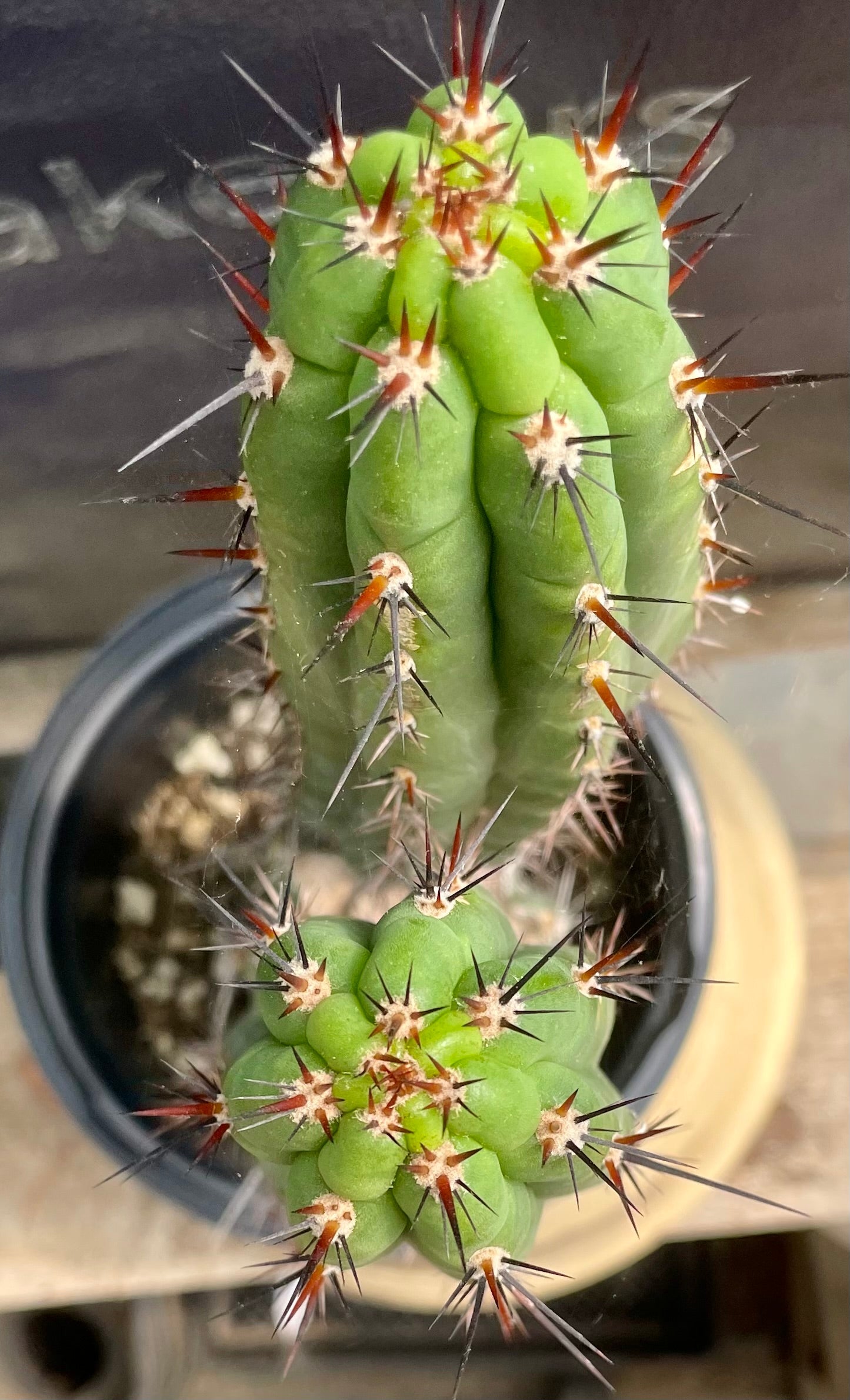 #EC94 EXACT Trichocereus Chalaensis Cactus 15"-Cactus - Large - Exact-The Succulent Source