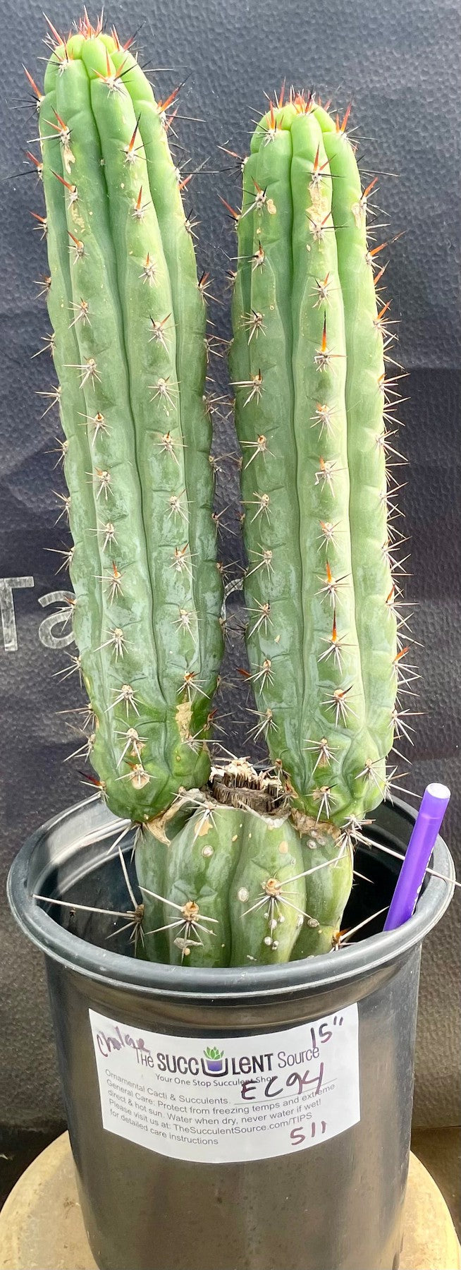 #EC94 EXACT Trichocereus Chalaensis Cactus 15"-Cactus - Large - Exact-The Succulent Source