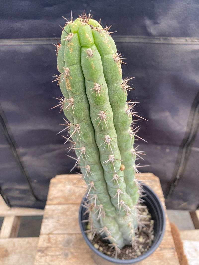 #EC94 EXACT Trichocereus Chalaensis Cactus 16.5"