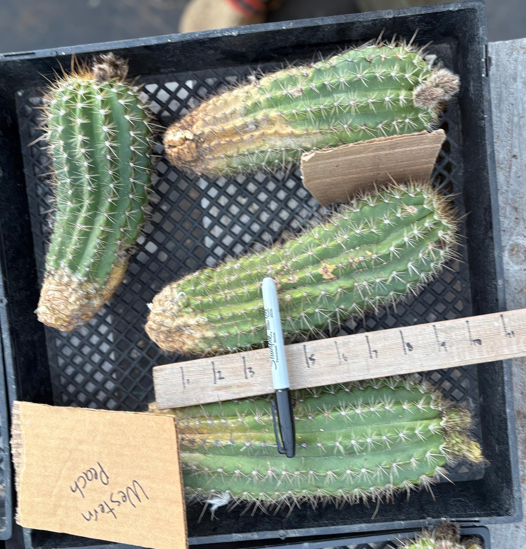 #EC94 EXACT Trichocereus Hybrid Weatern Peach Cutting-Cactus - Large - Exact-The Succulent Source