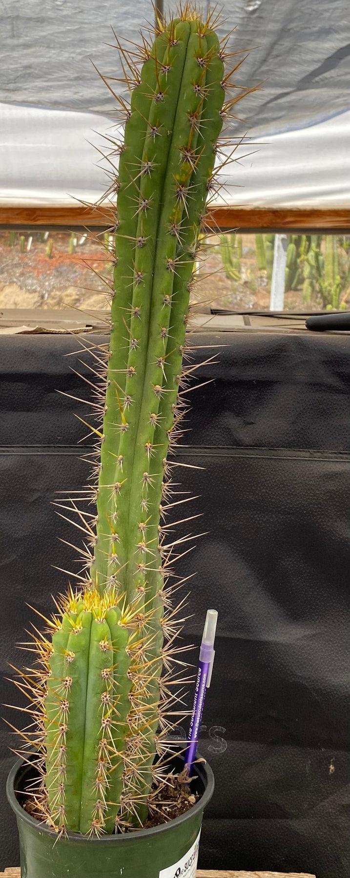 #EC95 EXACT Trichocereus Cuzcoensis Cactus 24 "
