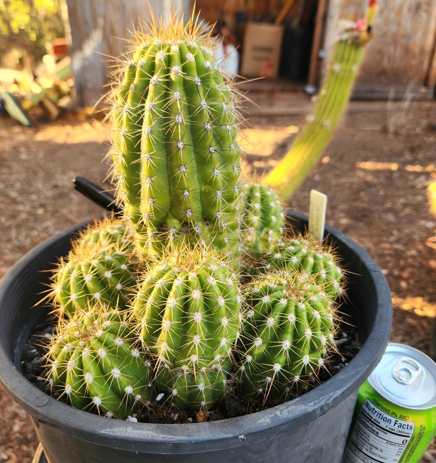 #EC95 EXACT Trichocereus Grandiflorus Hybrid Cactus-Cactus - Large - Exact-The Succulent Source