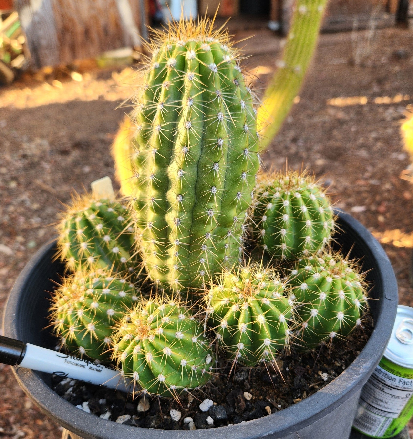 #EC95 EXACT Trichocereus Grandiflorus Hybrid Cactus-Cactus - Large - Exact-The Succulent Source