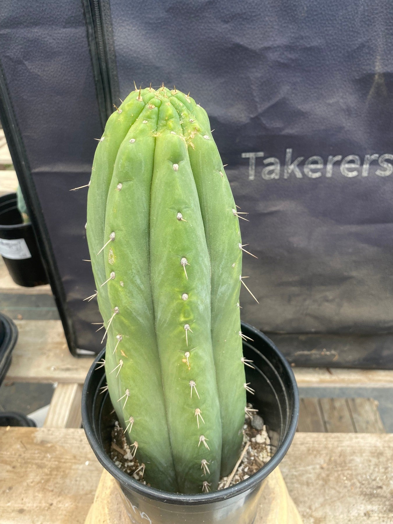 #EC96 Exact Trichocereus Cuzcoensis Cactus 12”-Cactus - Large - Exact-The Succulent Source