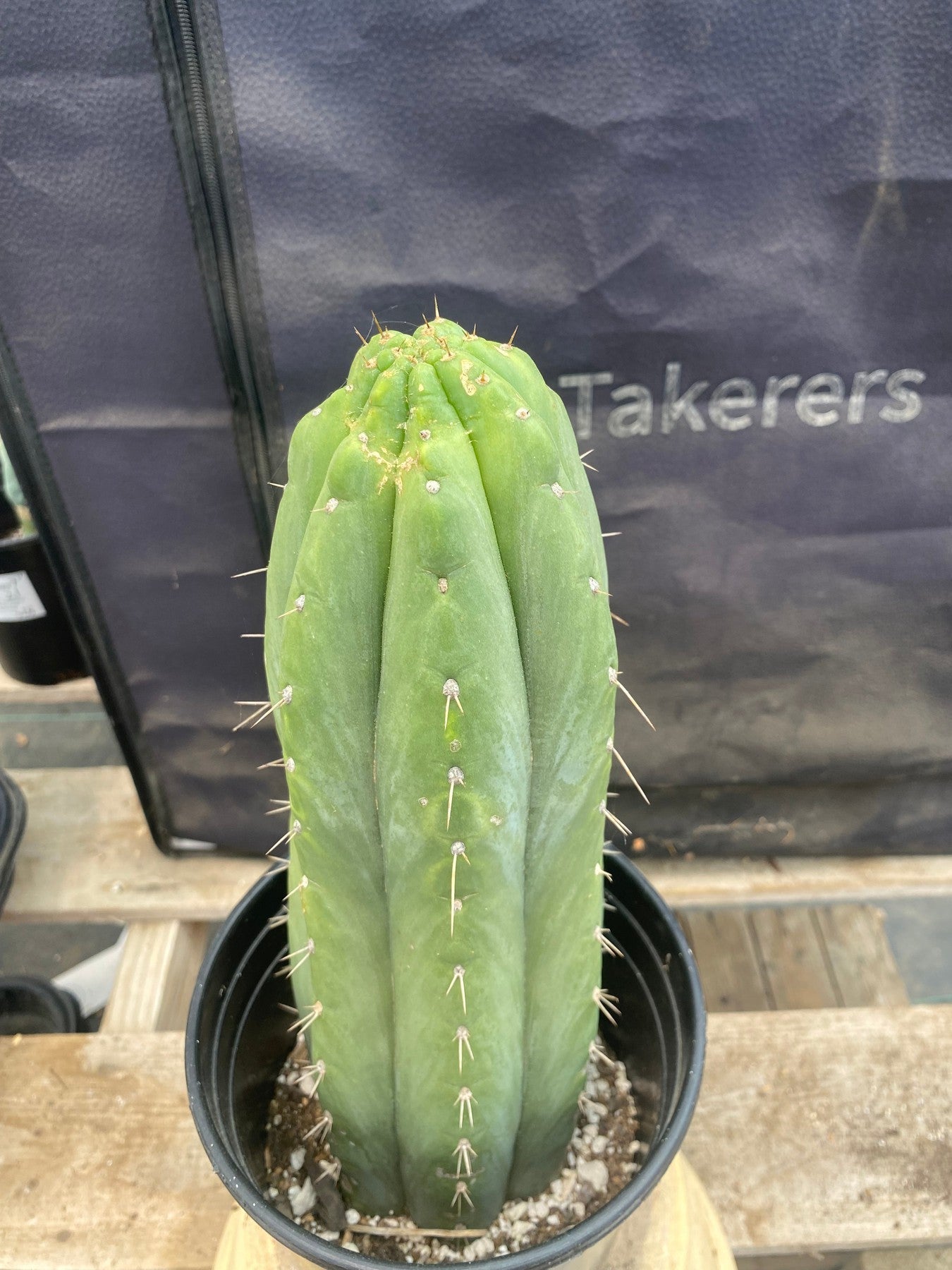 #EC96 Exact Trichocereus Cuzcoensis Cactus 12”-Cactus - Large - Exact-The Succulent Source