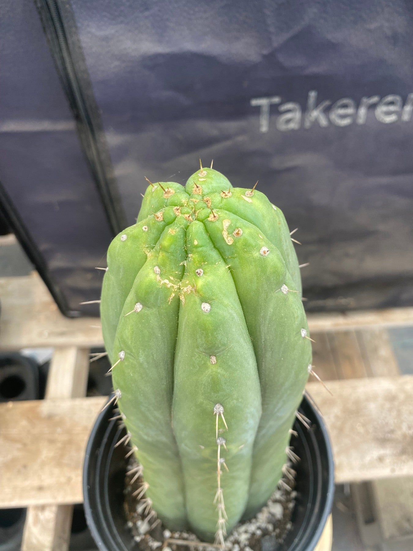 #EC96 Exact Trichocereus Cuzcoensis Cactus 12”-Cactus - Large - Exact-The Succulent Source