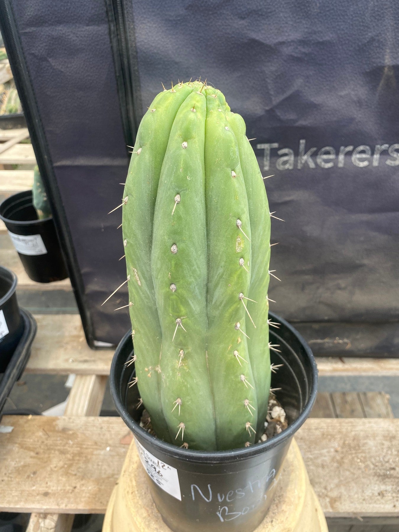 #EC96 Exact Trichocereus Cuzcoensis Cactus 12”-Cactus - Large - Exact-The Succulent Source