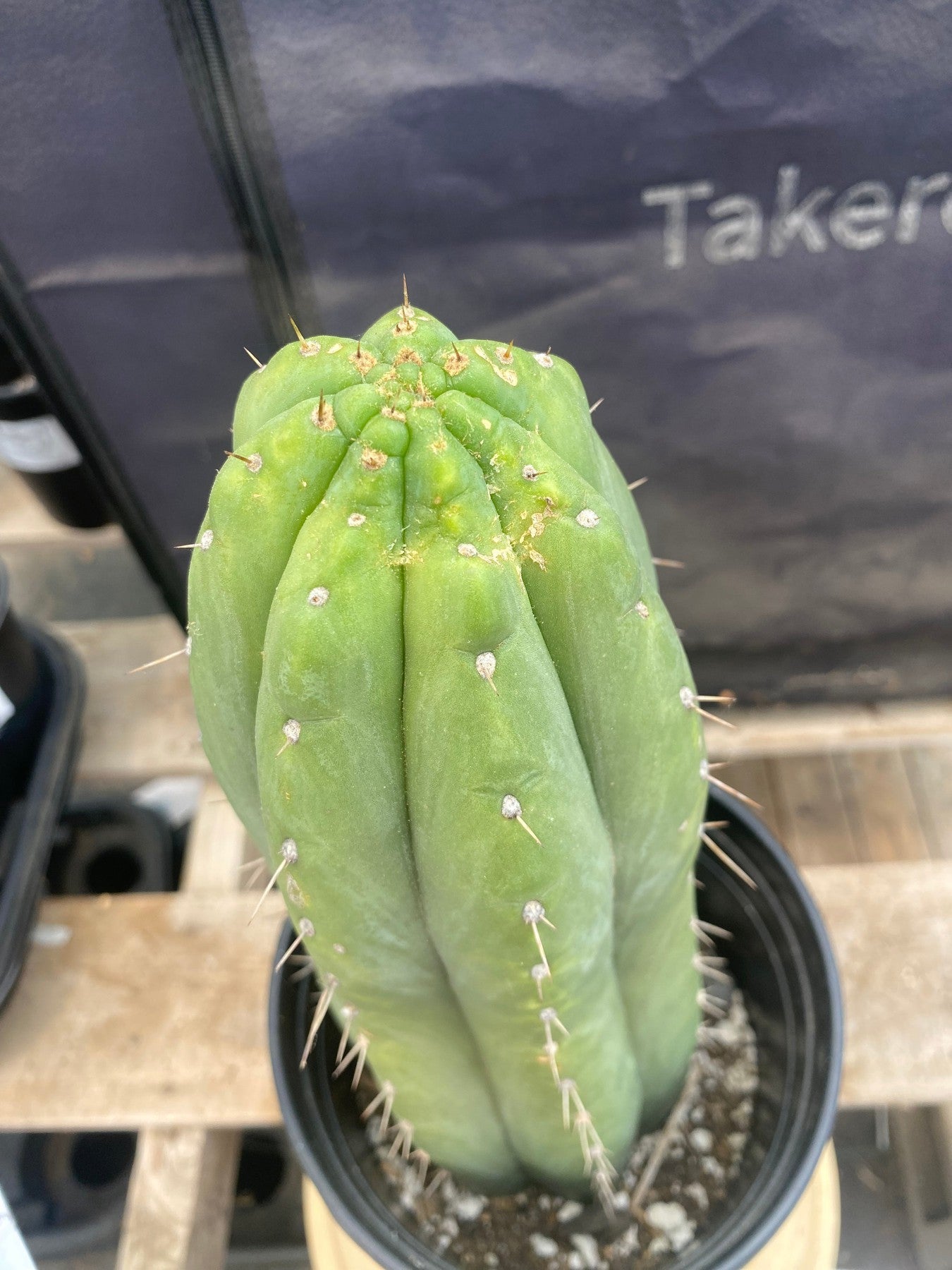 #EC96 Exact Trichocereus Cuzcoensis Cactus 12”-Cactus - Large - Exact-The Succulent Source