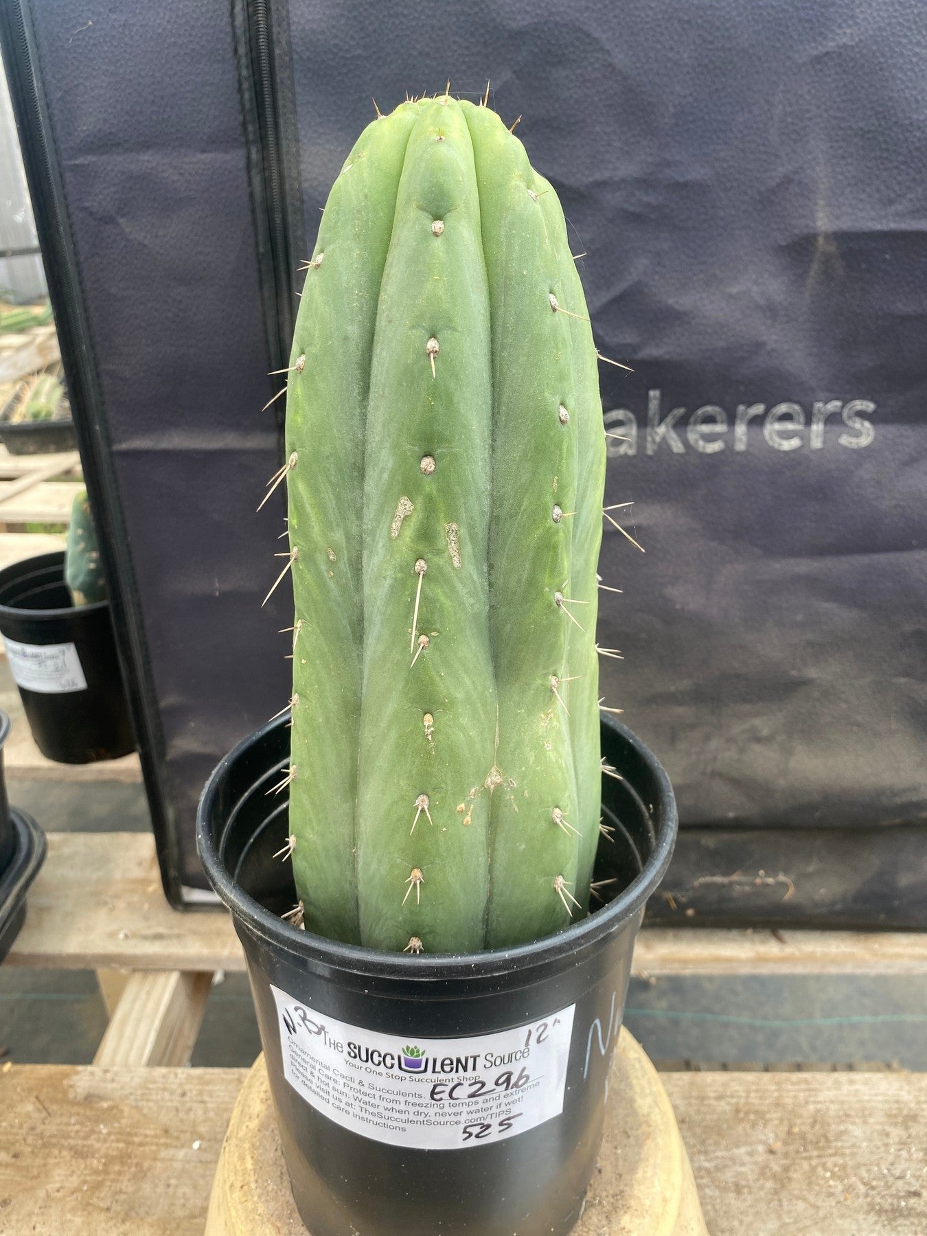 #EC96 Exact Trichocereus Cuzcoensis Cactus 12”-Cactus - Large - Exact-The Succulent Source