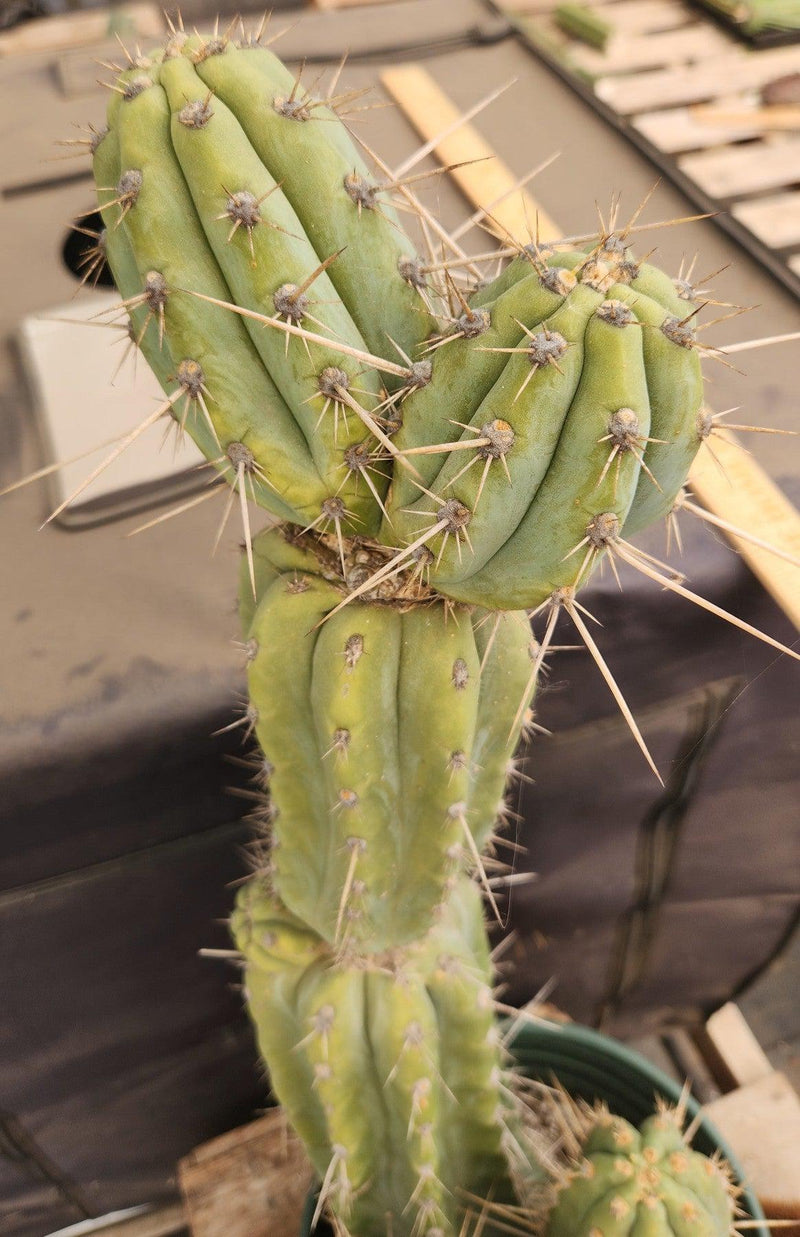#EC96 Exact Trichocereus Cuzcoensis Cactus 27"