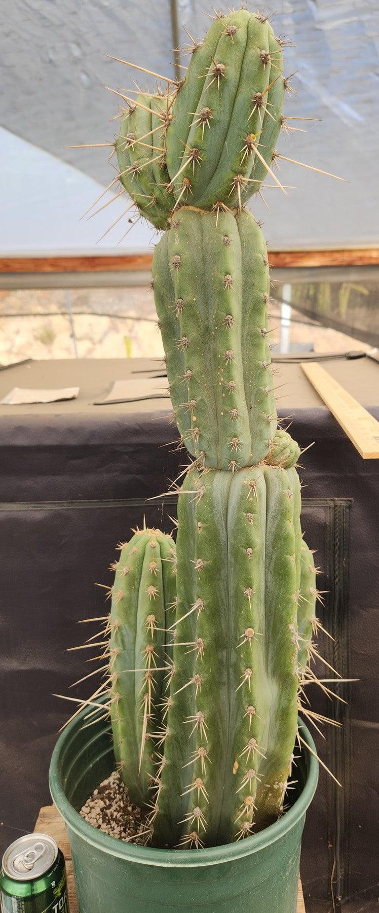 #EC96 Exact Trichocereus Cuzcoensis Cactus 27"-Cactus - Large - Exact-The Succulent Source