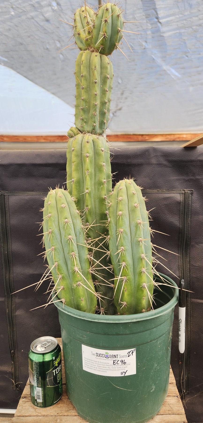 #EC96 Exact Trichocereus Cuzcoensis Cactus 27"-Cactus - Large - Exact-The Succulent Source