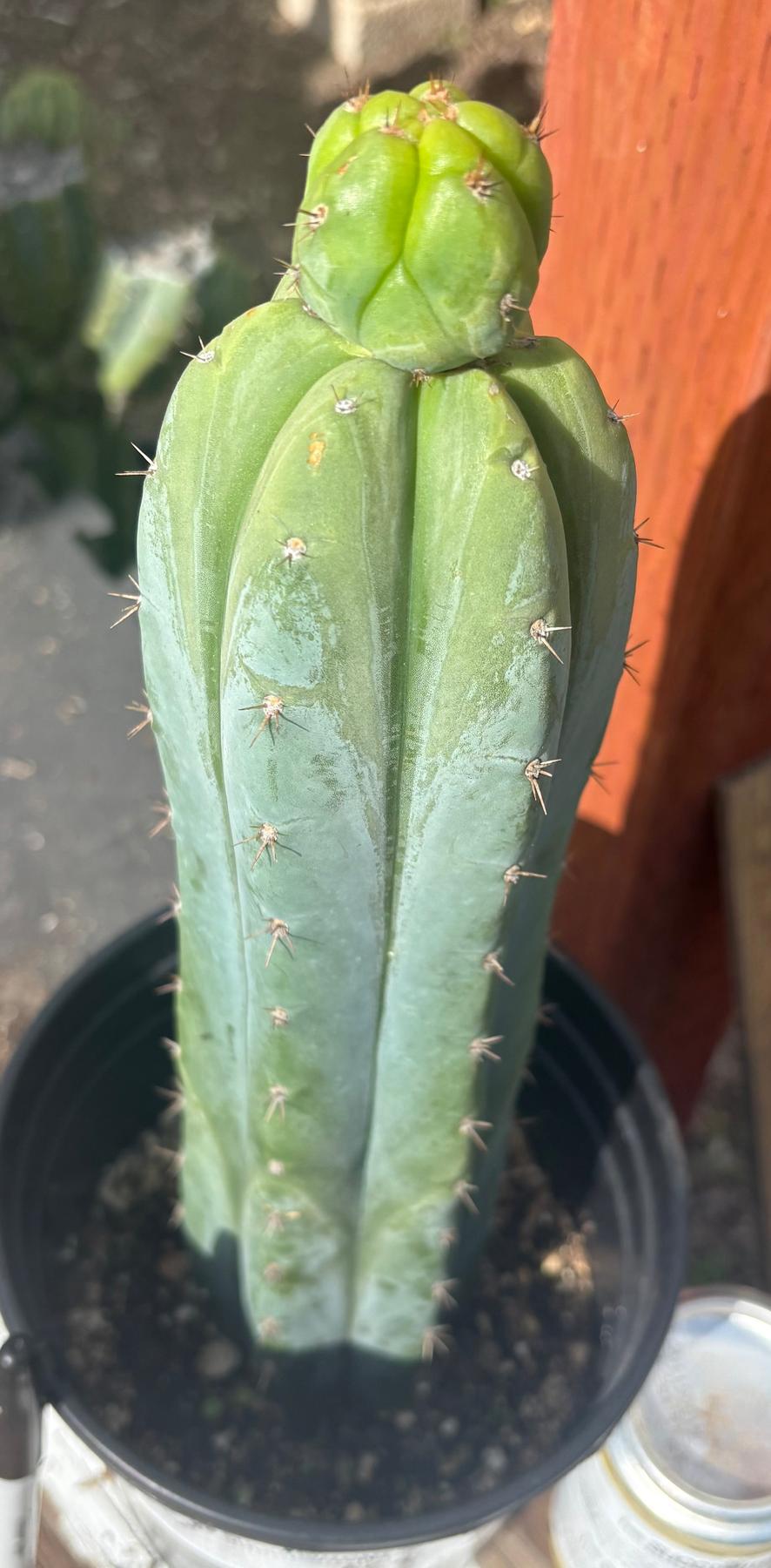#EC96 Exact Trichocereus Hybrid Colossus X Pachanoi Lima3 Cactus 13”-Cactus - Large - Exact-The Succulent Source