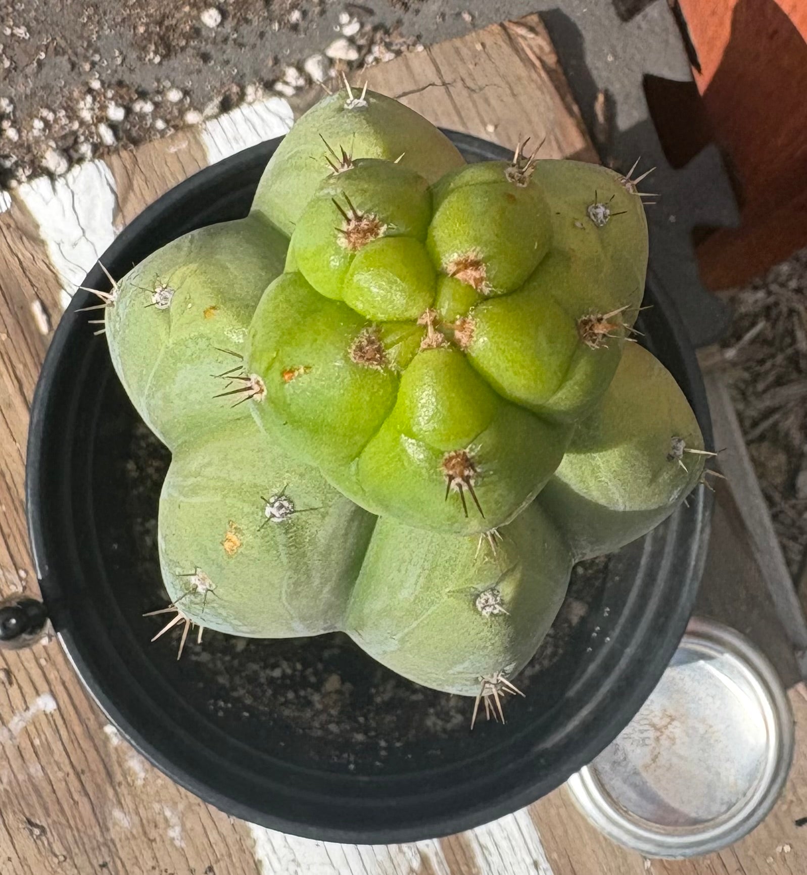 #EC96 Exact Trichocereus Hybrid Colossus X Pachanoi Lima3 Cactus 13”-Cactus - Large - Exact-The Succulent Source
