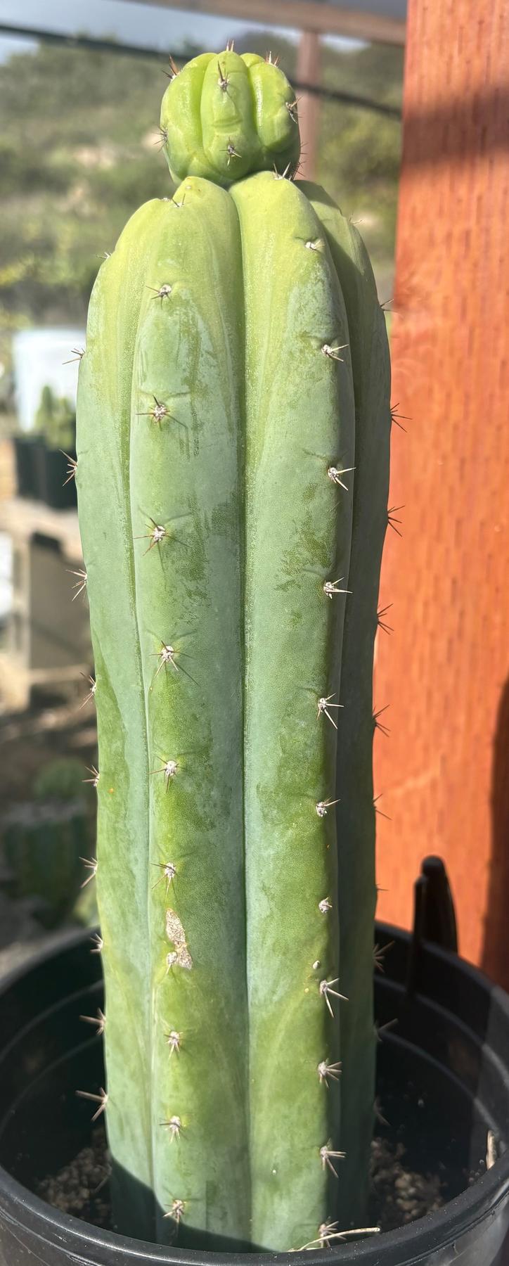 #EC96 Exact Trichocereus Hybrid Colossus X Pachanoi Lima3 Cactus 13”-Cactus - Large - Exact-The Succulent Source