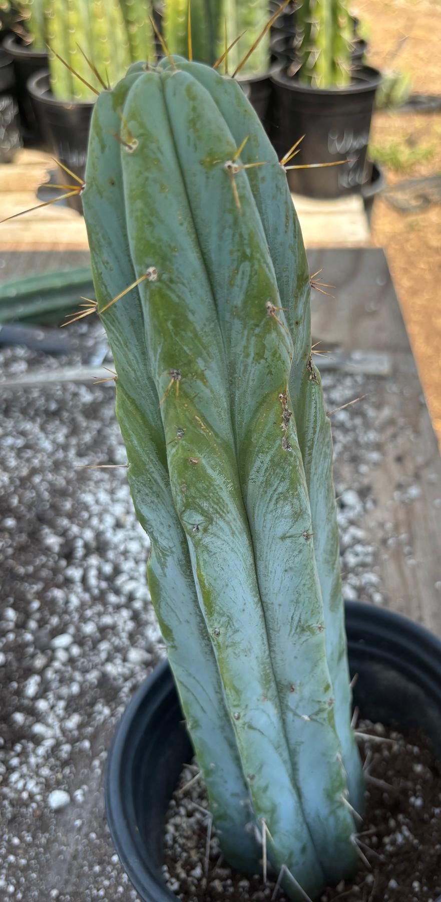 #EC96 Exact Trichocereus Hybrid TIG X Bridgesii Eileen Cactus 13.5”-Cactus - Large - Exact-The Succulent Source