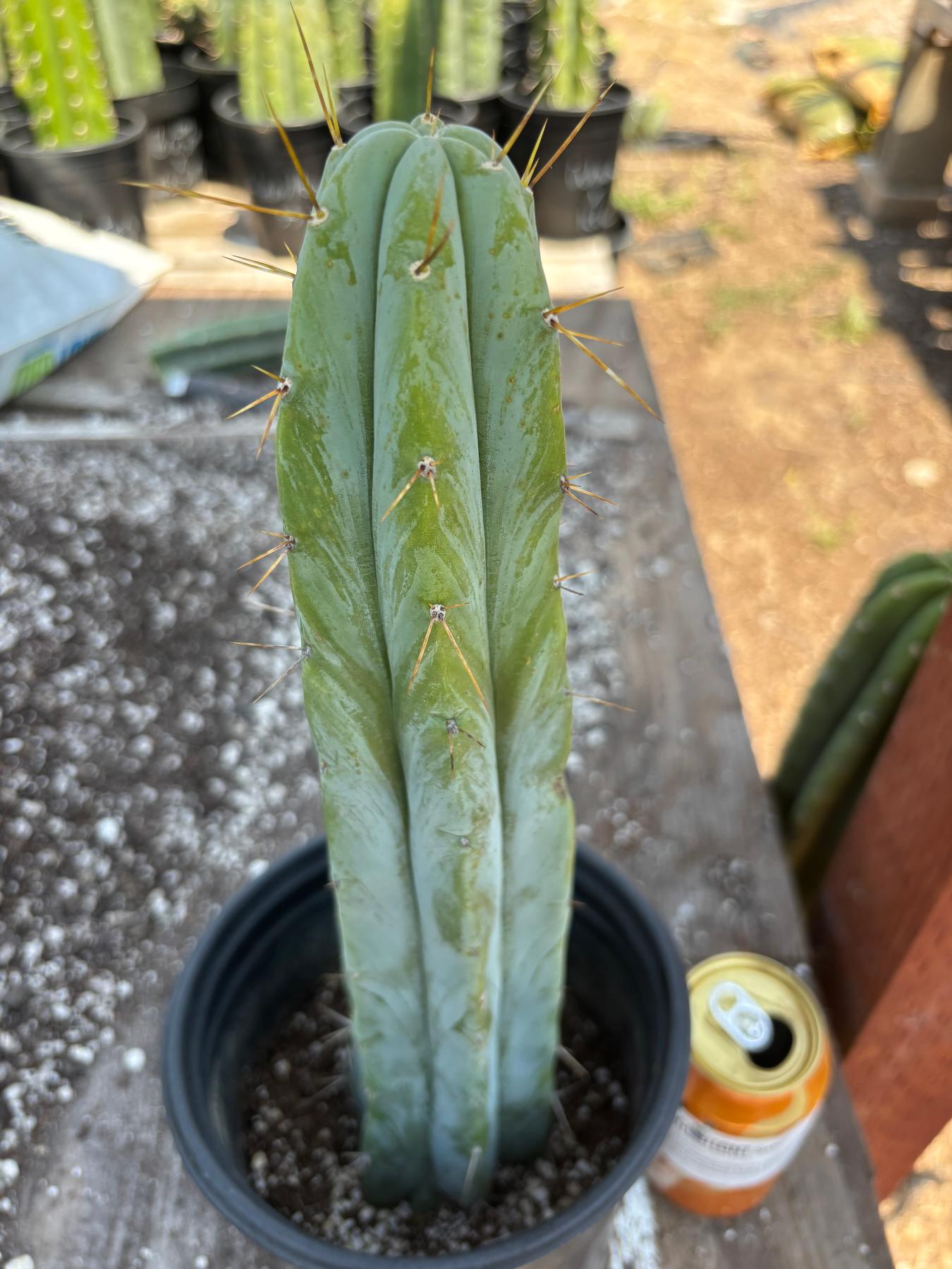 #EC96 Exact Trichocereus Hybrid TIG X Bridgesii Eileen Cactus 13.5”-Cactus - Large - Exact-The Succulent Source