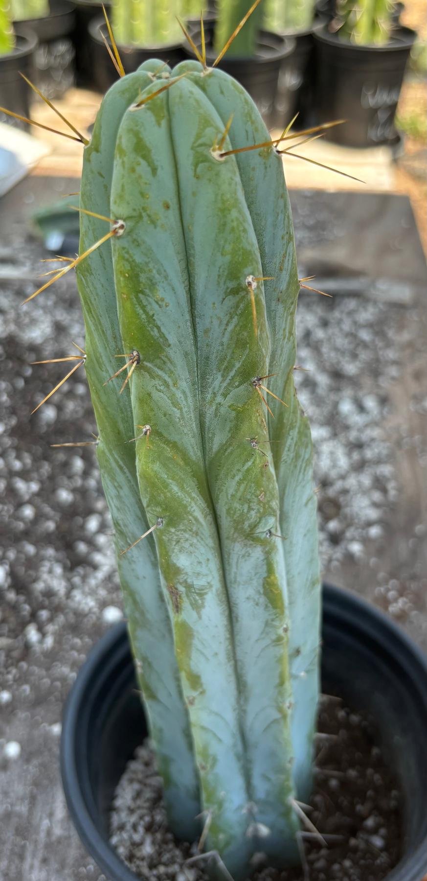 #EC96 Exact Trichocereus Hybrid TIG X Bridgesii Eileen Cactus 13.5”-Cactus - Large - Exact-The Succulent Source