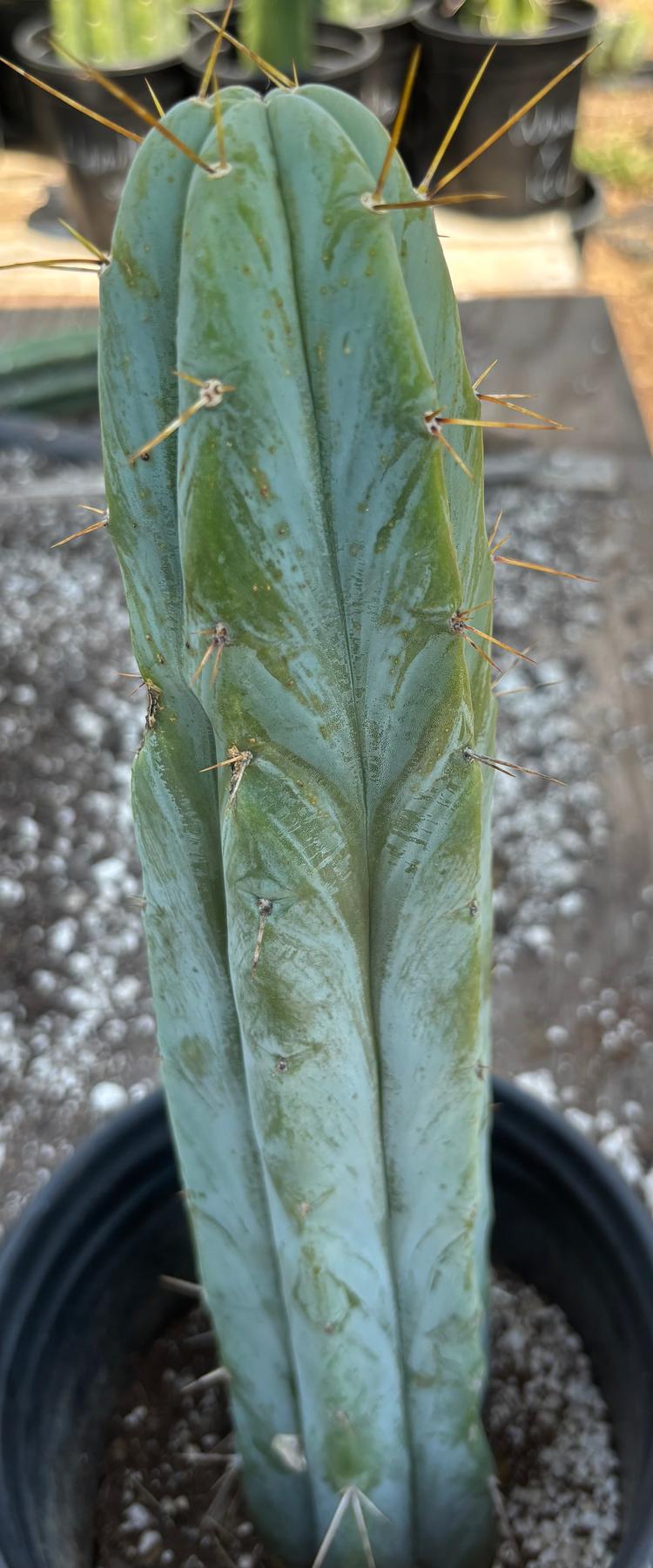 #EC96 Exact Trichocereus Hybrid TIG X Bridgesii Eileen Cactus 13.5”-Cactus - Large - Exact-The Succulent Source