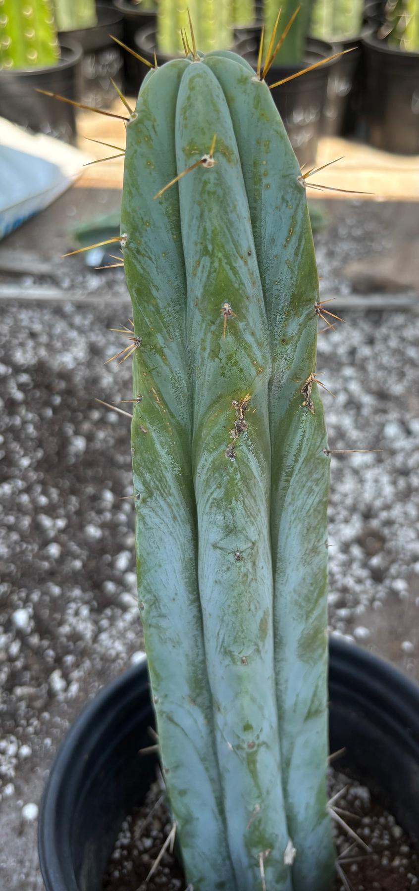 #EC96 Exact Trichocereus Hybrid TIG X Bridgesii Eileen Cactus 13.5”-Cactus - Large - Exact-The Succulent Source