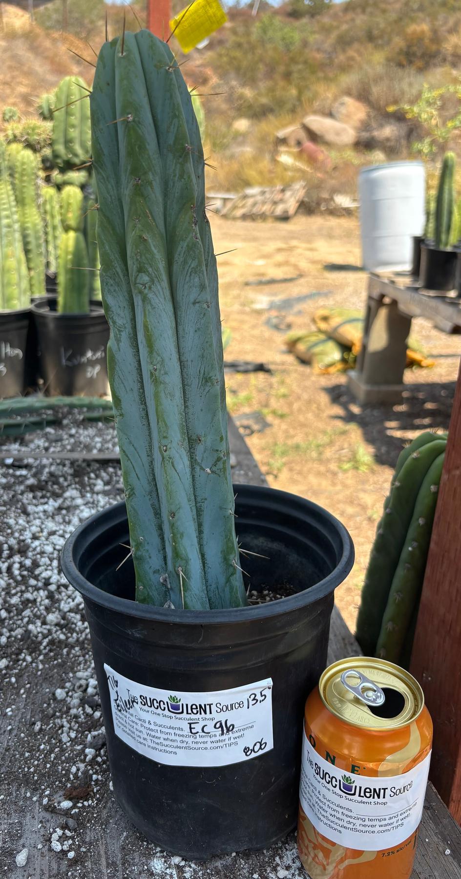 #EC96 Exact Trichocereus Hybrid TIG X Bridgesii Eileen Cactus 13.5”-Cactus - Large - Exact-The Succulent Source