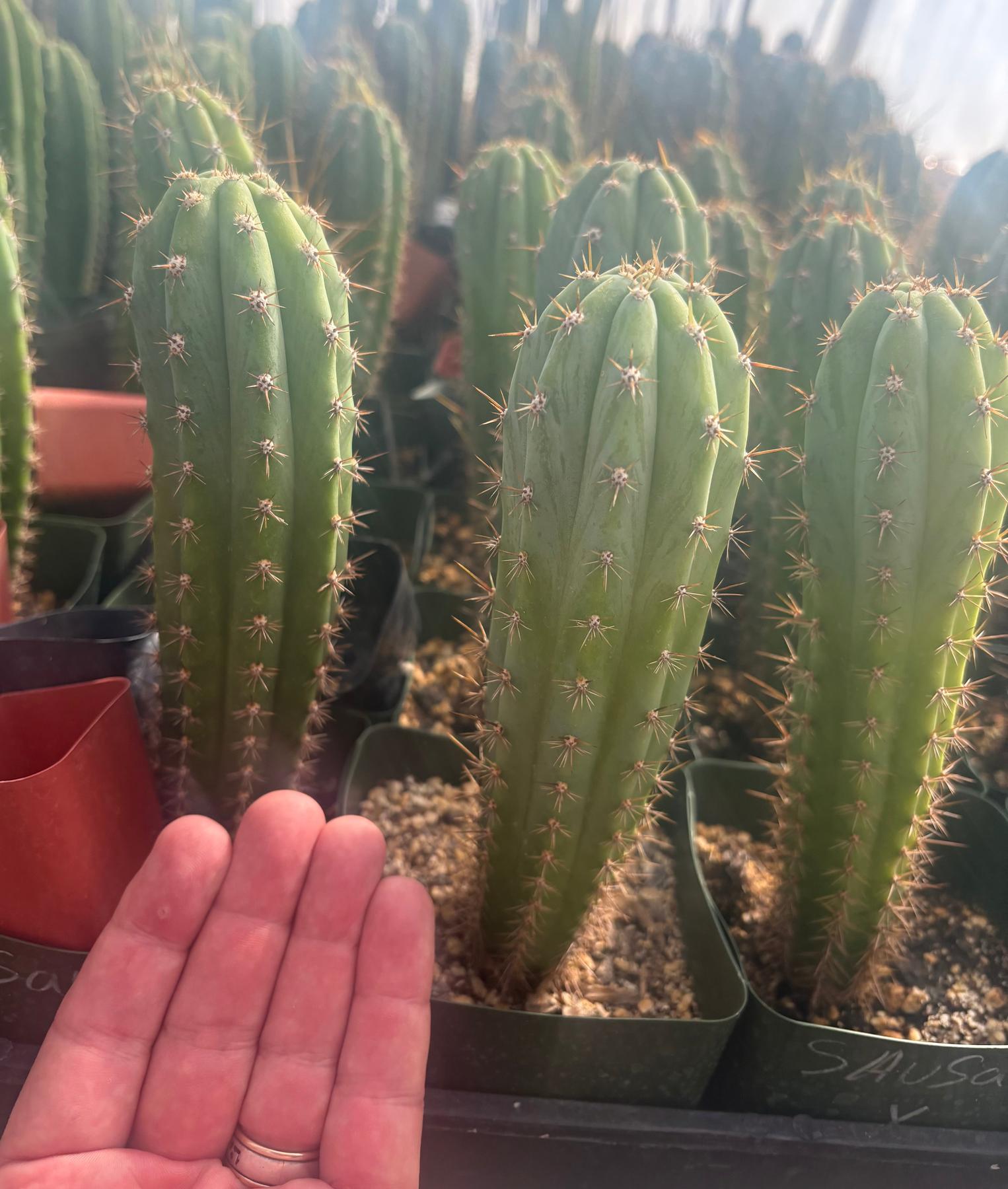 #EC96 Trichocereus Hybrid Pachanoi Sausage X Peru Dawsons Cactus 6” approx.-Cactus - Large - Exact-The Succulent Source