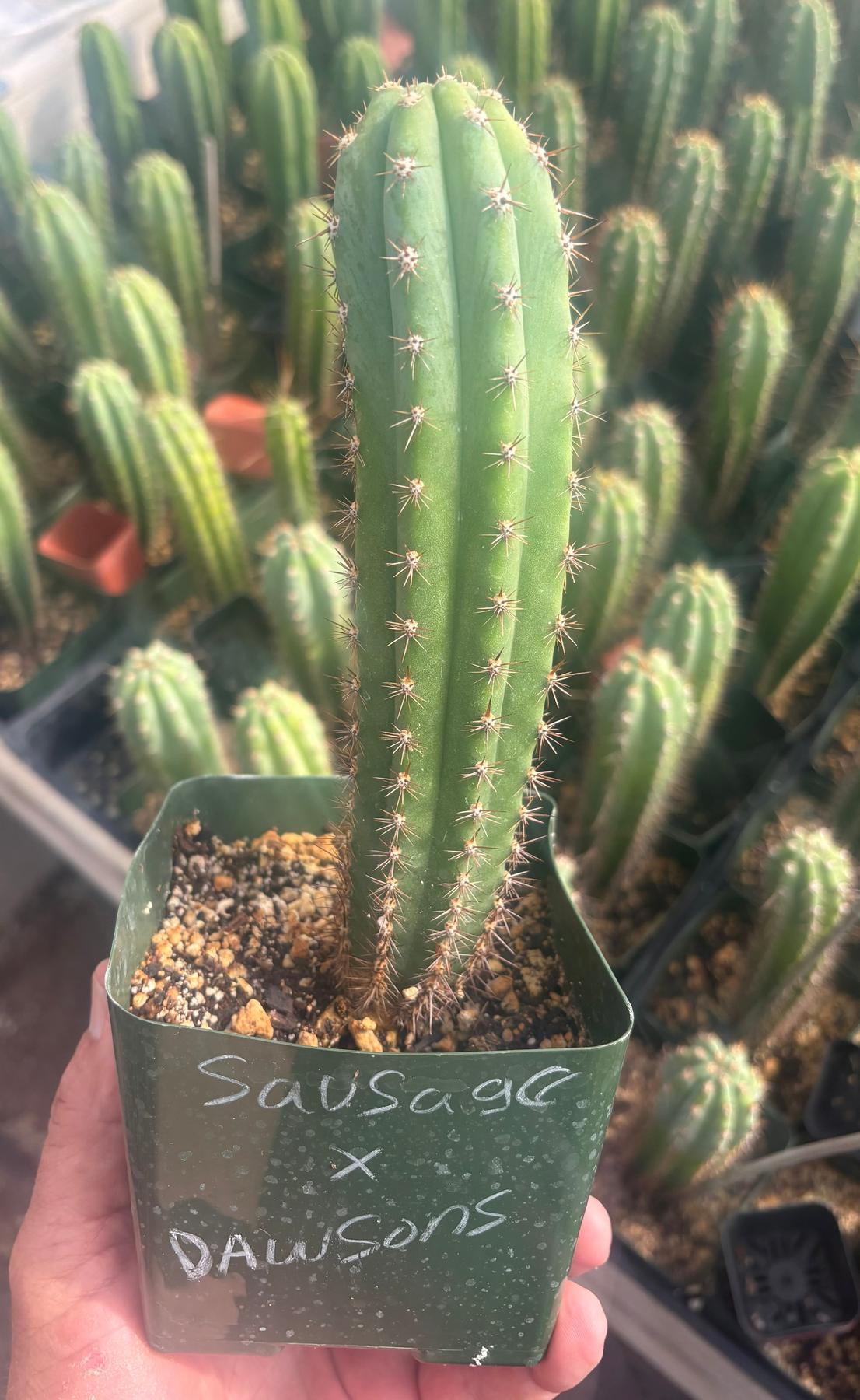 #EC96 Trichocereus Hybrid Pachanoi Sausage X Peru Dawsons Cactus 6” approx.-Cactus - Large - Exact-The Succulent Source